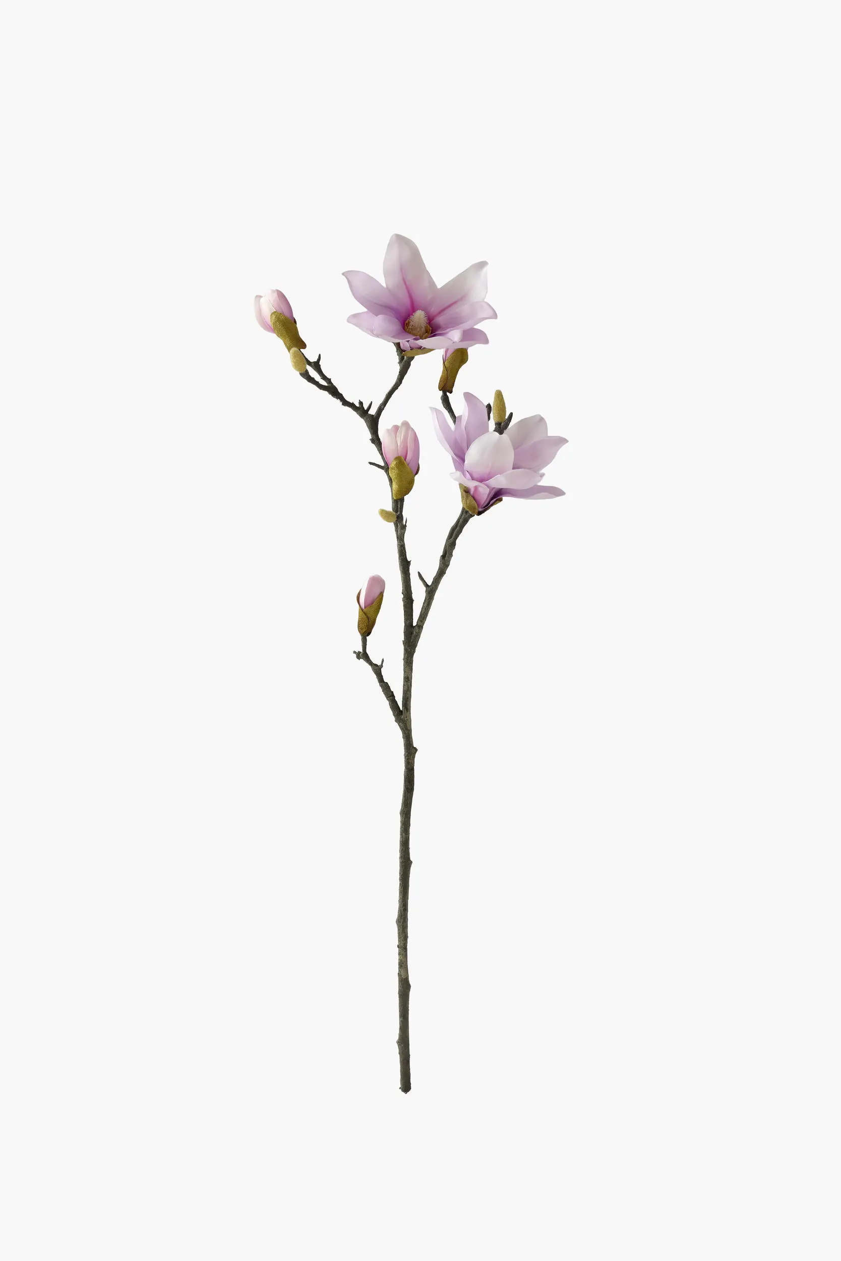 Medium Branch Yulan Magnolia