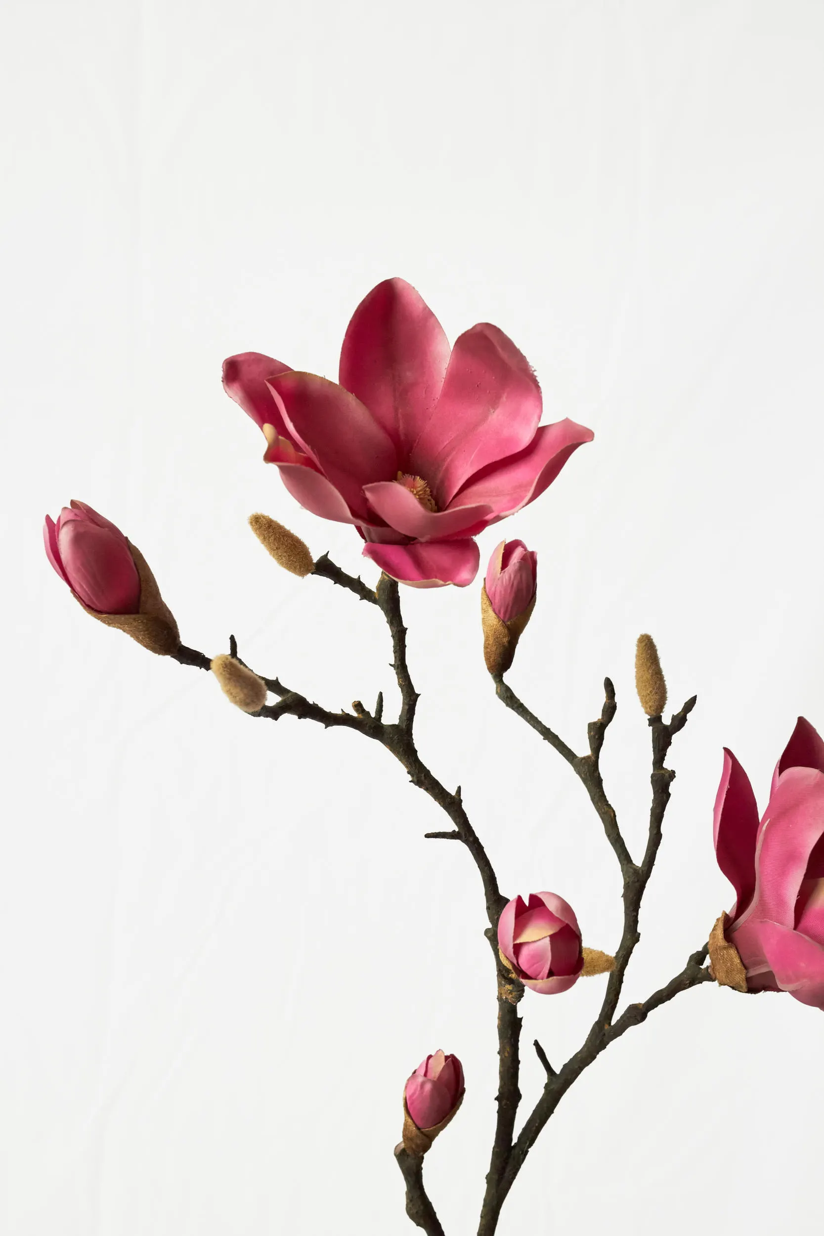 Medium Branch Yulan Magnolia secondary view