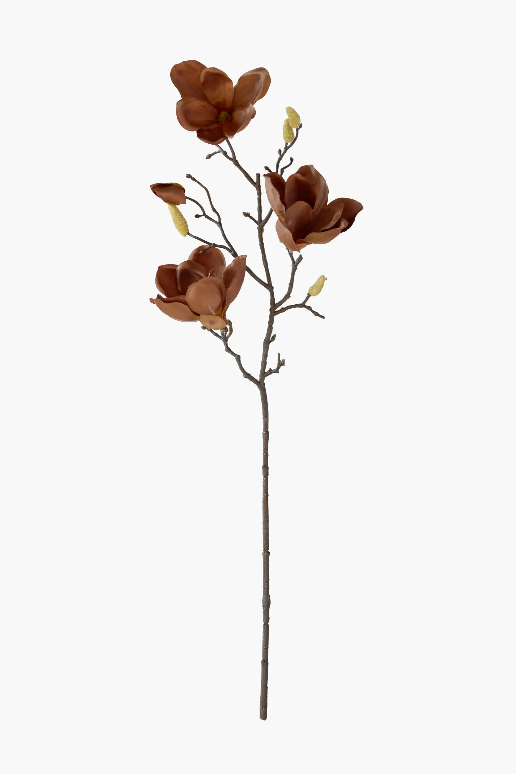 Medium Branch Yulan Magnolia - Brown