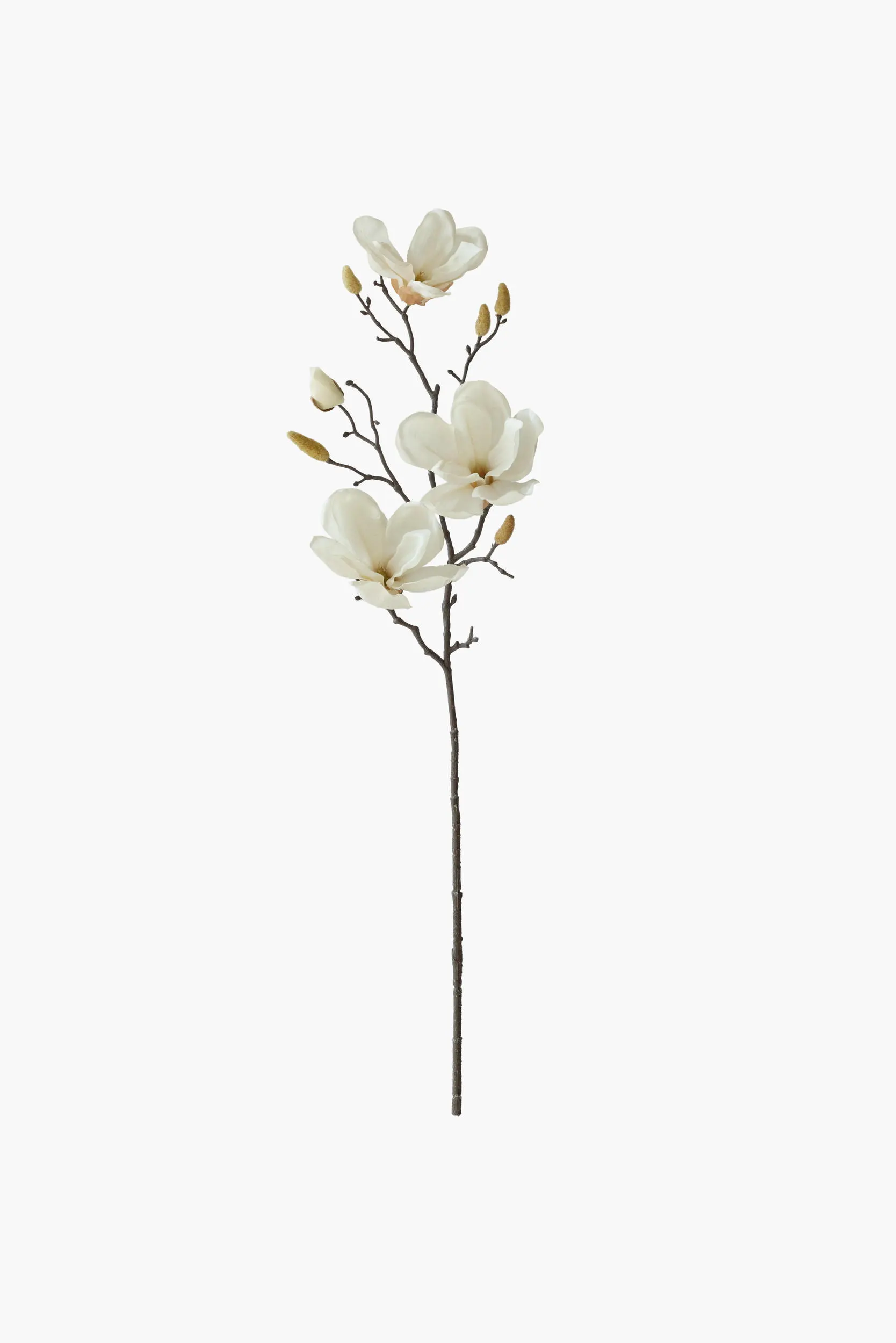 Medium Branch Yulan Magnolia