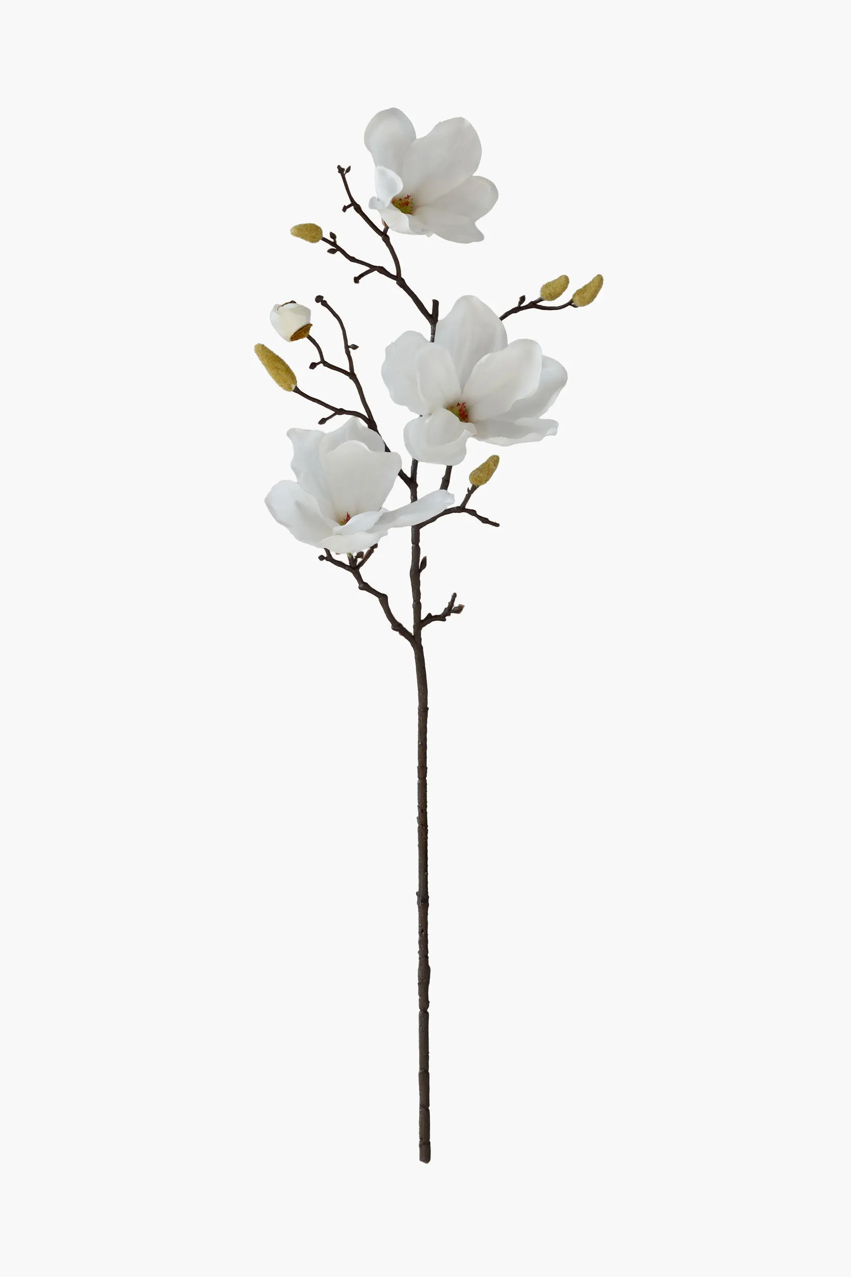 Medium Branch Yulan Magnolia - White