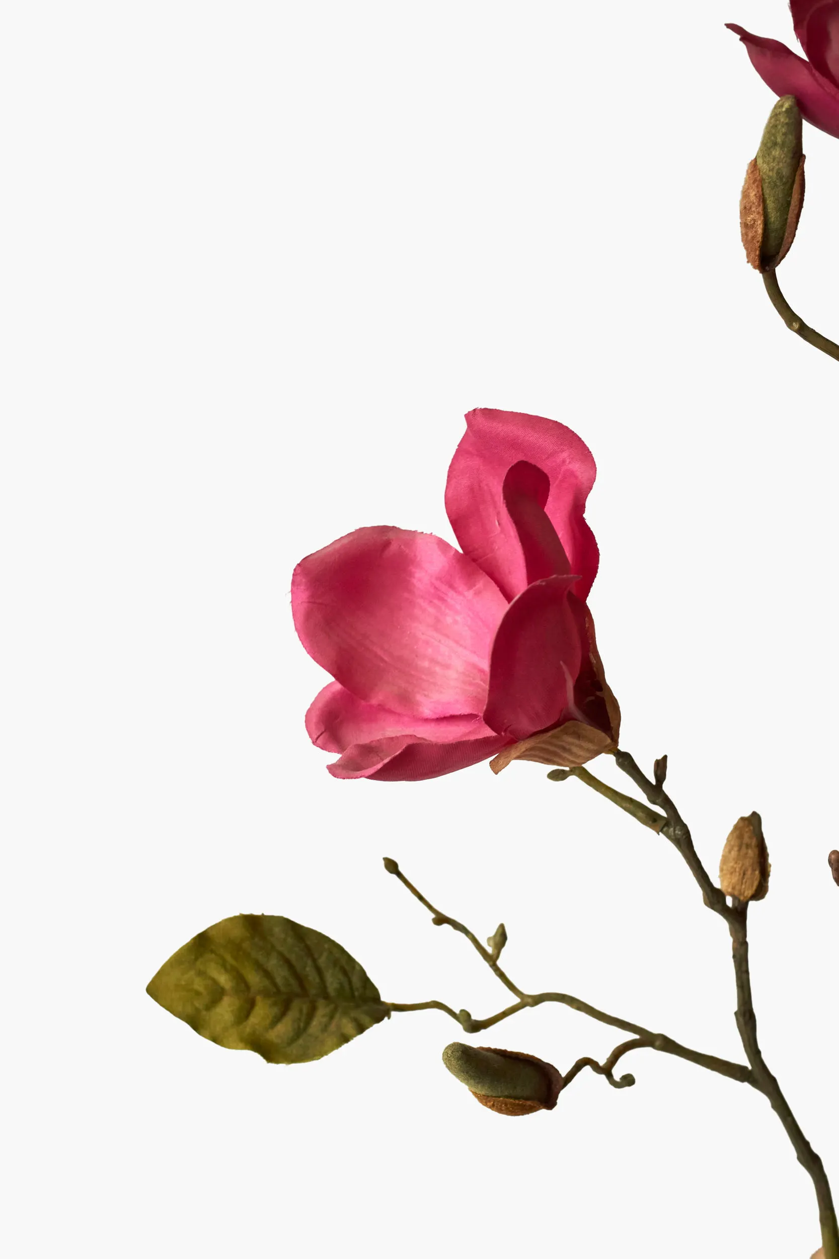 Medium Branch Yulan Magnolia secondary view