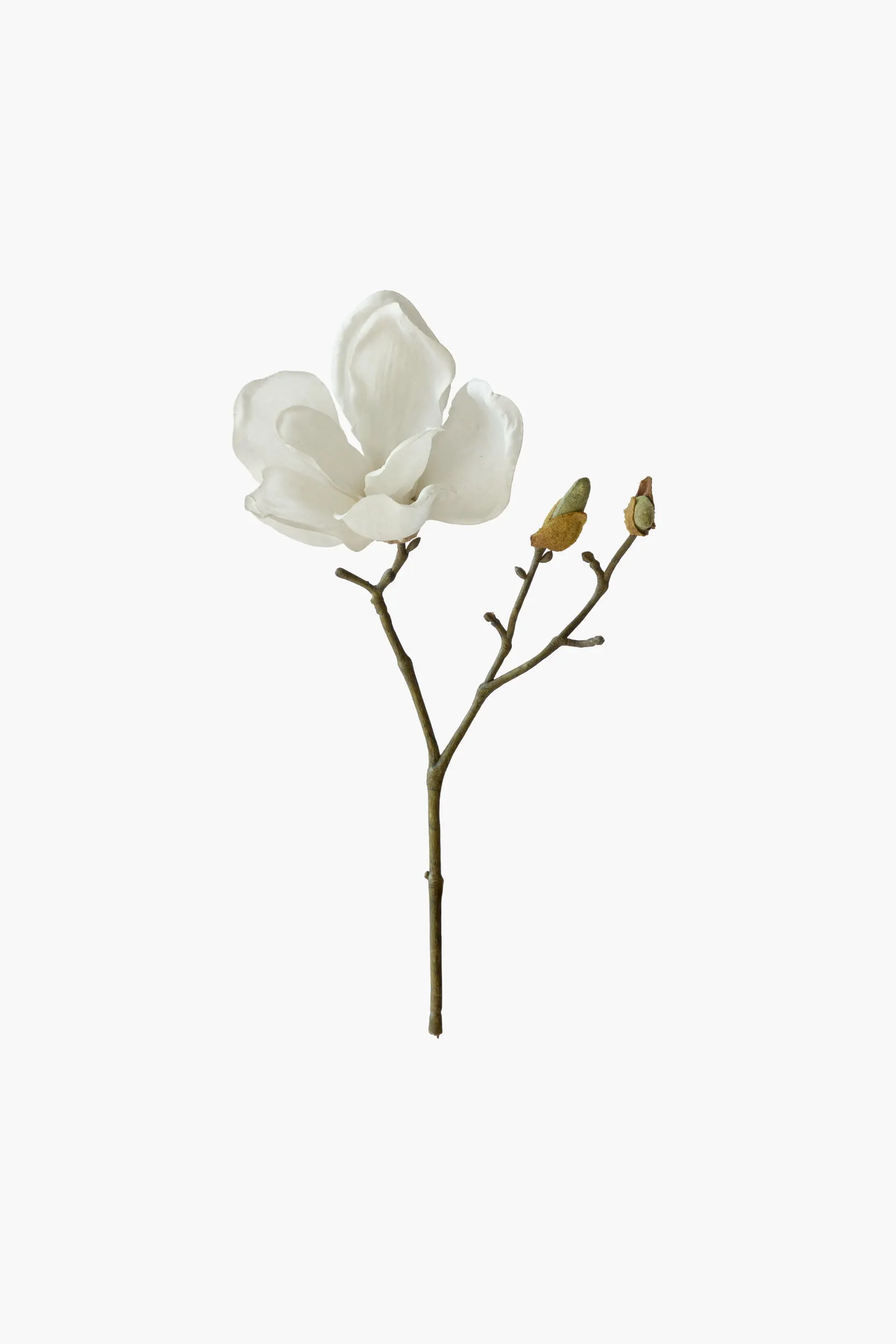 Short Branch Yulan Magnolia - White