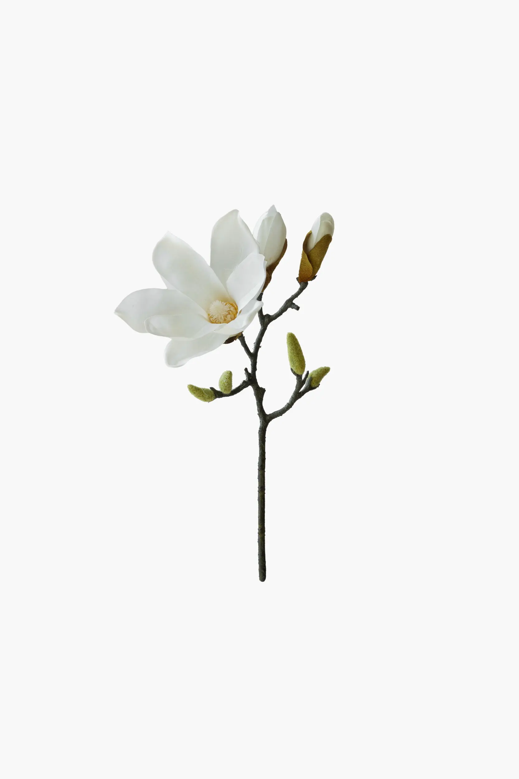 Short Branch Yulan Magnolia