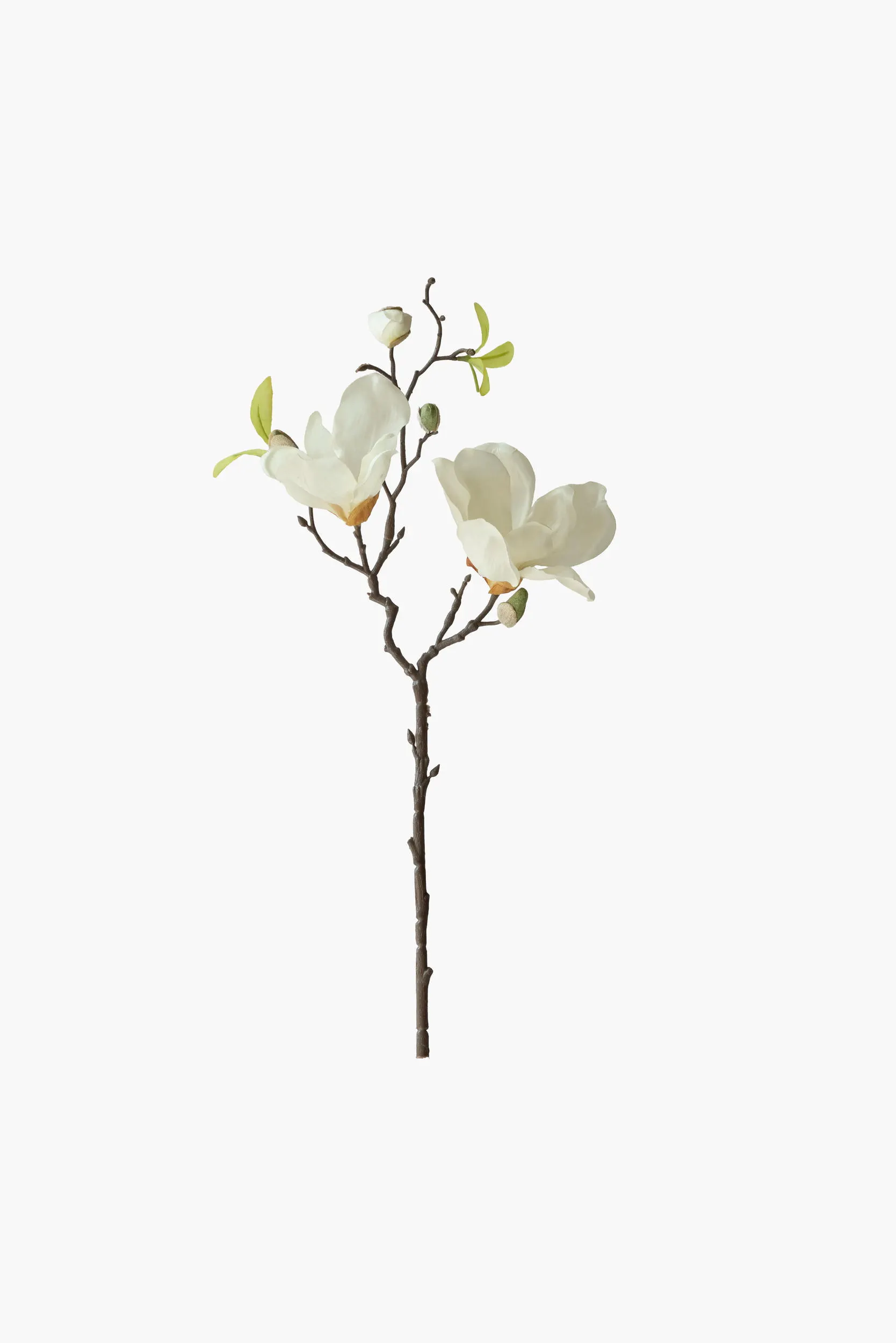 Short Branch Yulan Magnolia