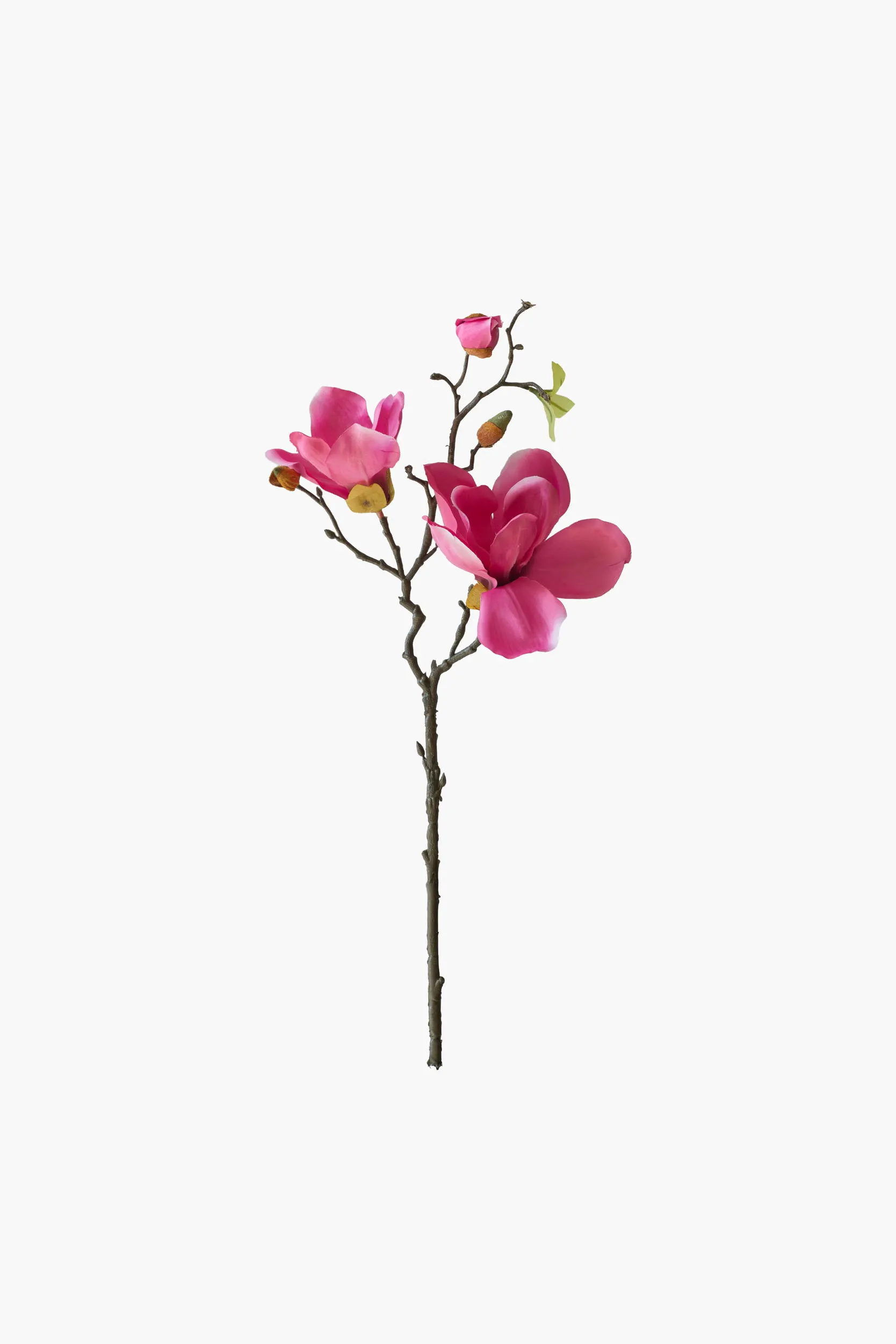 Short Branch Yulan Magnolia - Dark Red