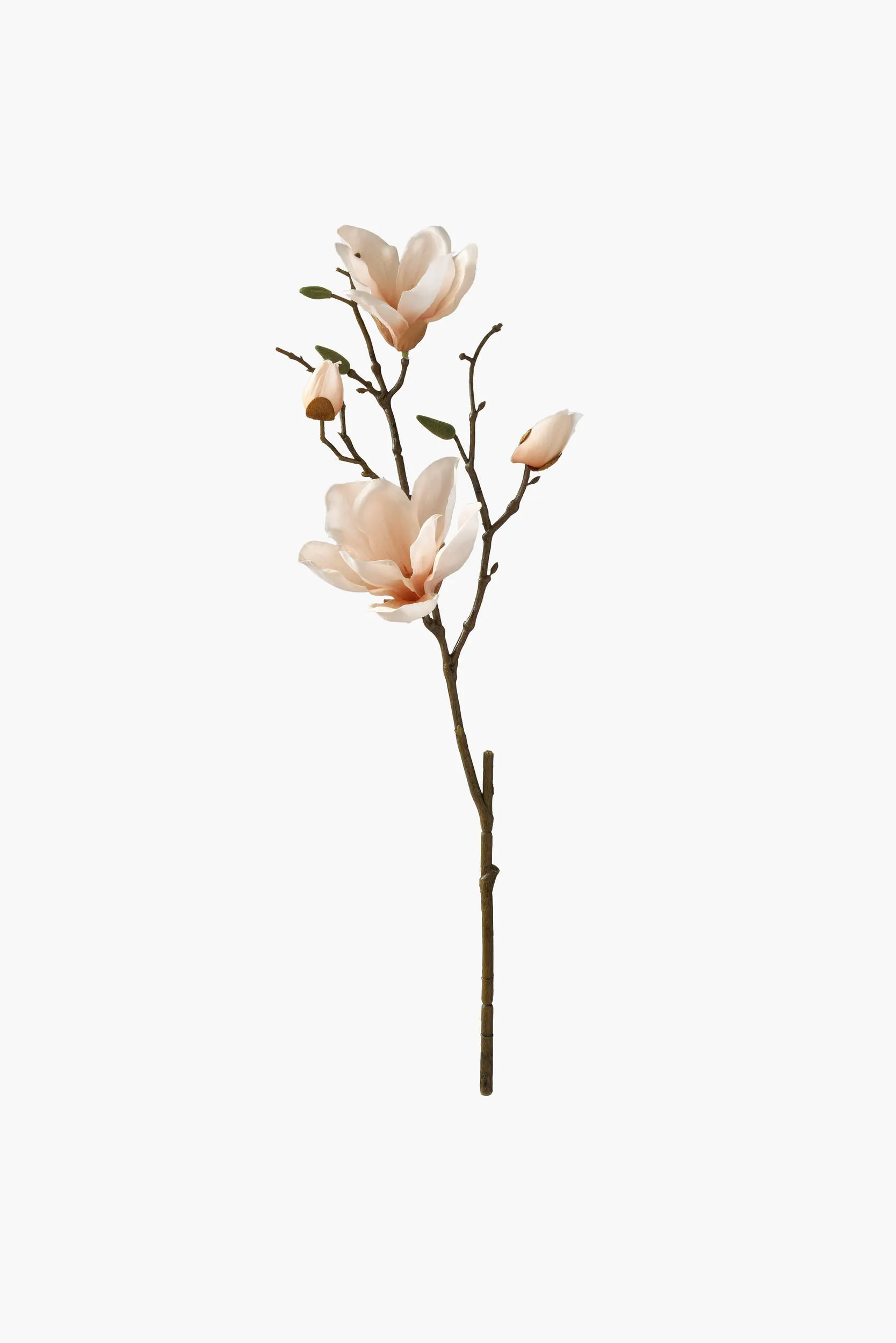 Short Branch Yulan Magnolia - Peach