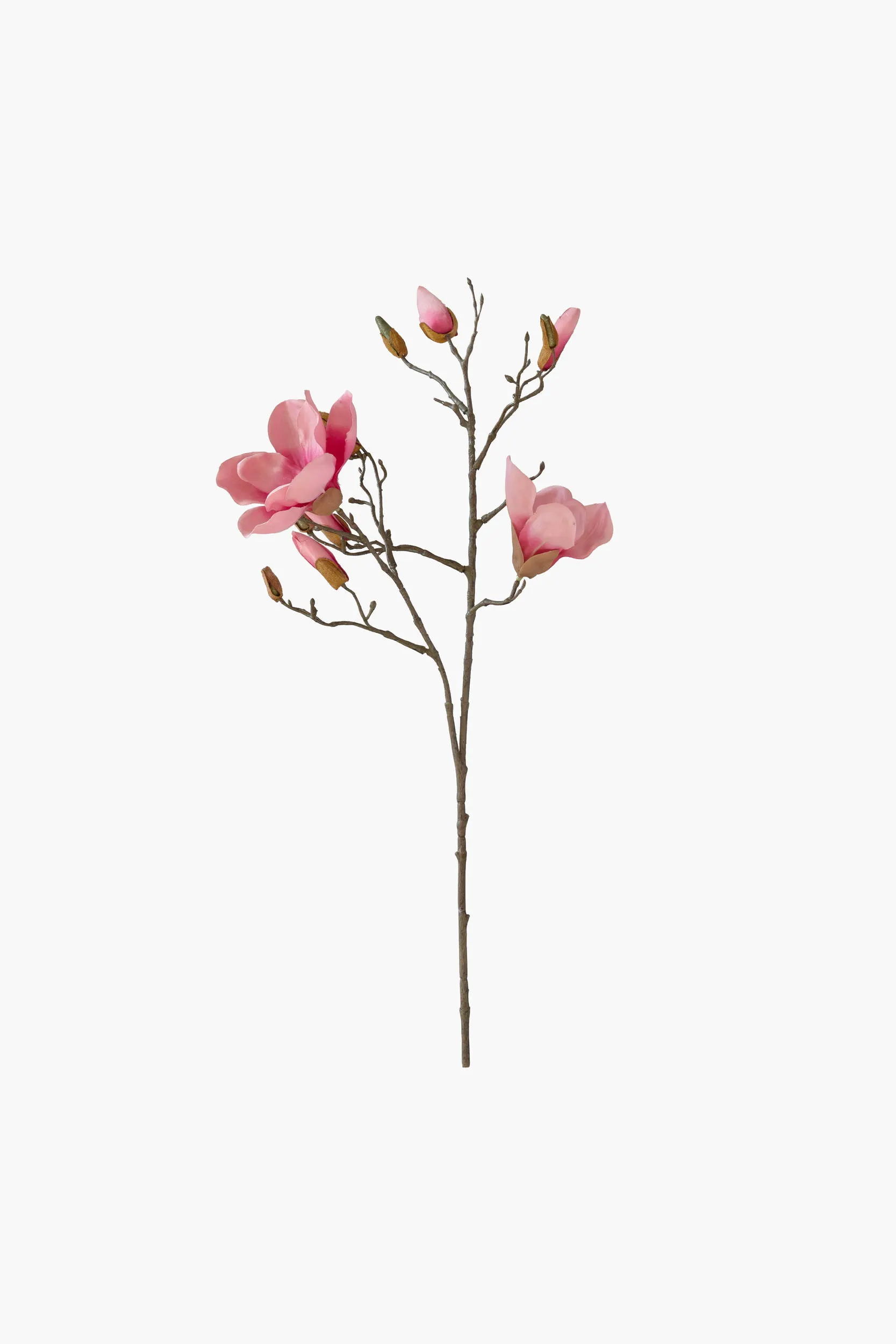 Short Branch Yulan Magnolia - FuchiaPink