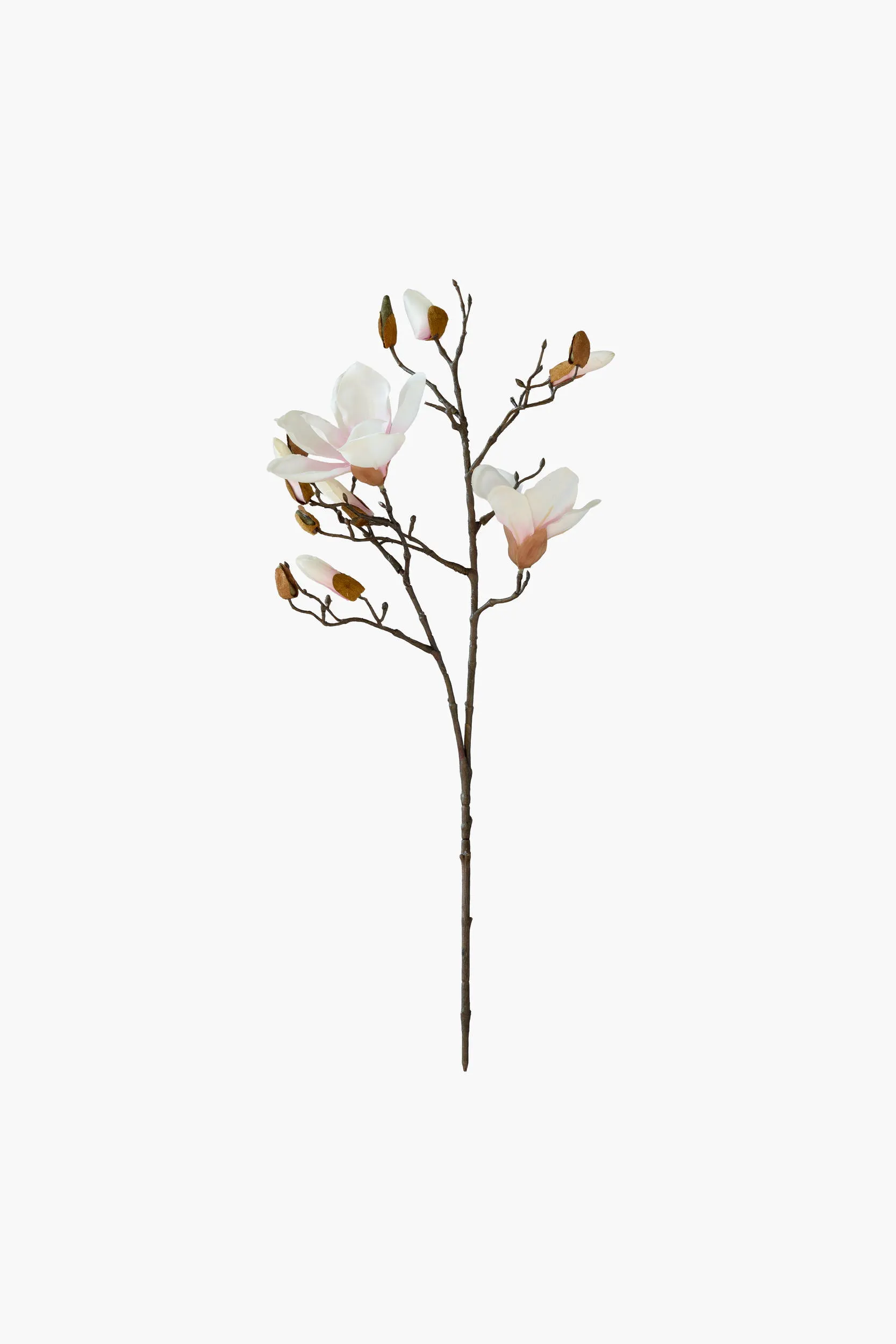 Short Branch Yulan Magnolia - Light Pink