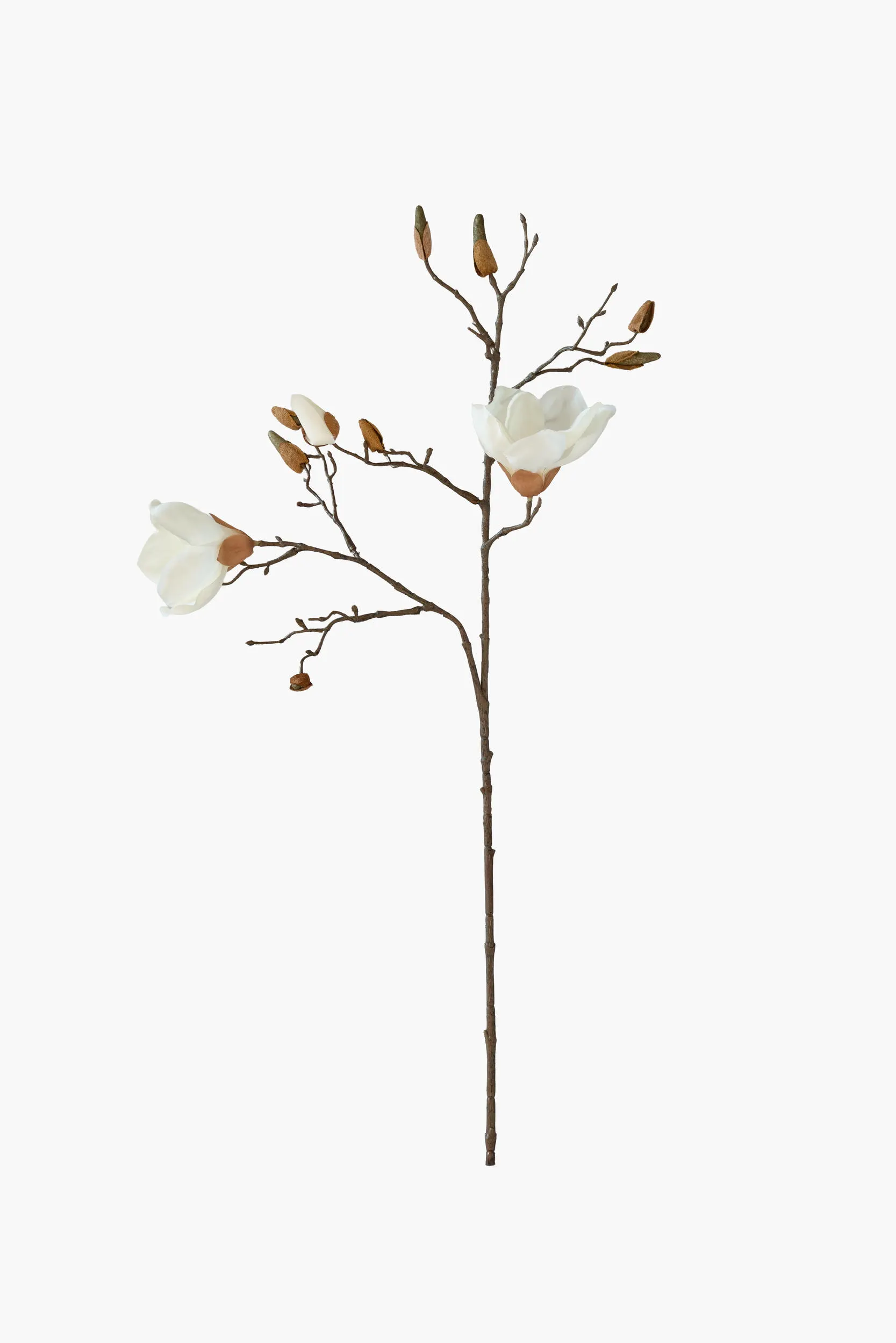 Short Branch Yulan Magnolia