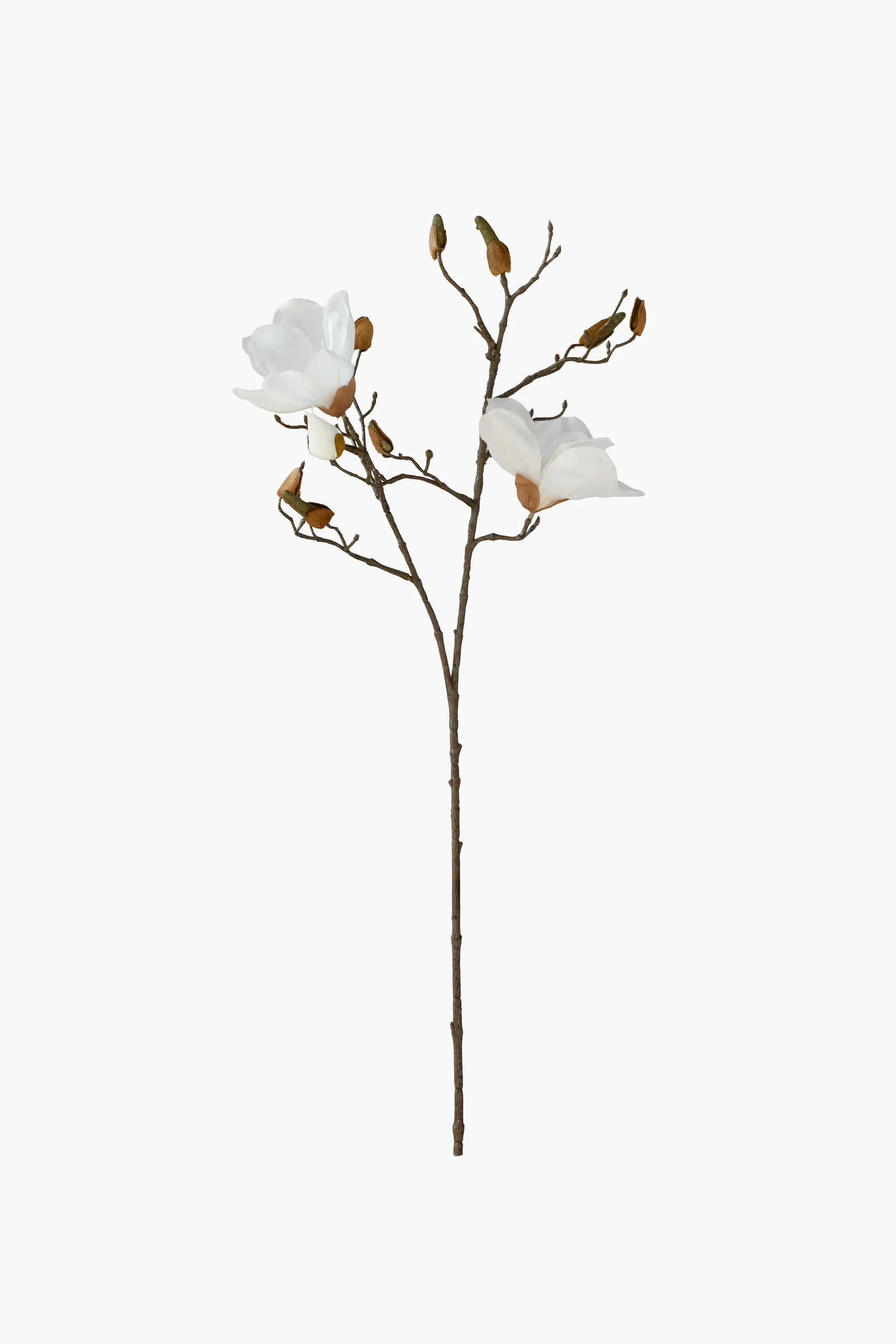 Short Branch Yulan Magnolia - White