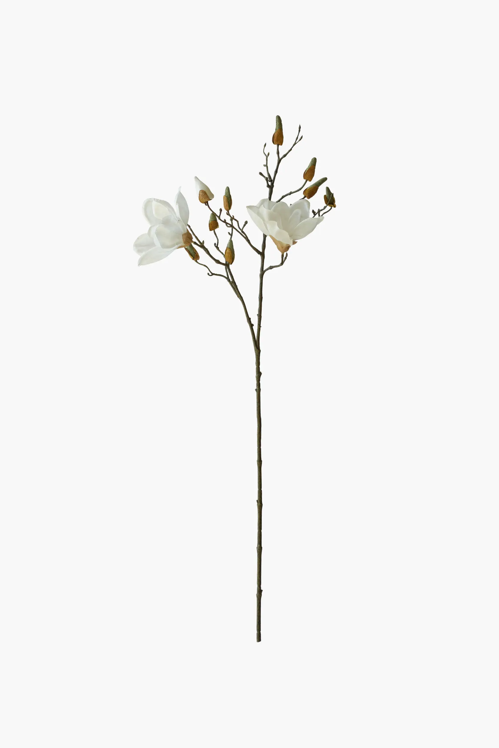 Short Branch Yulan Magnolia - White