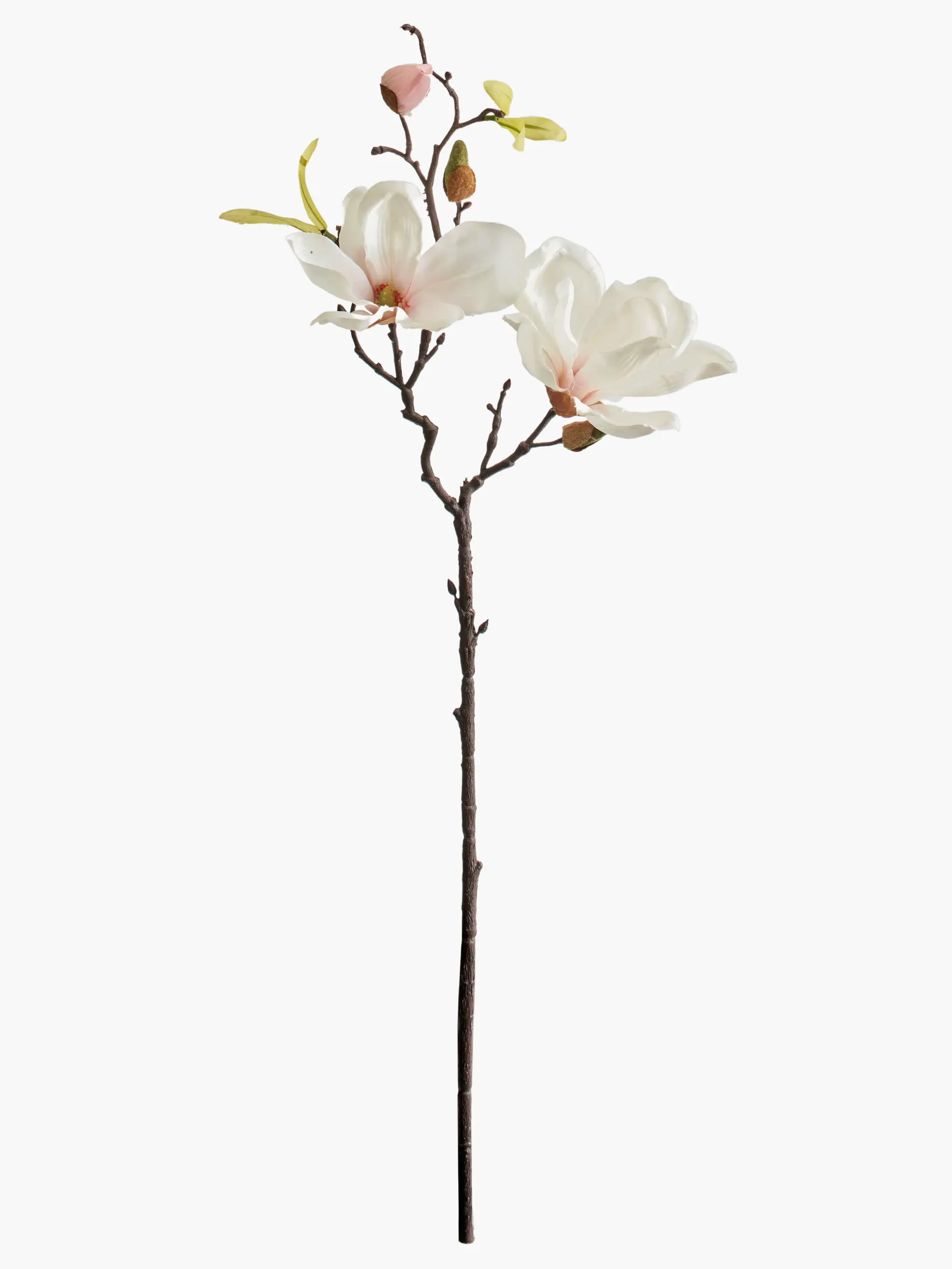 Short Branch Yulan Magnolia