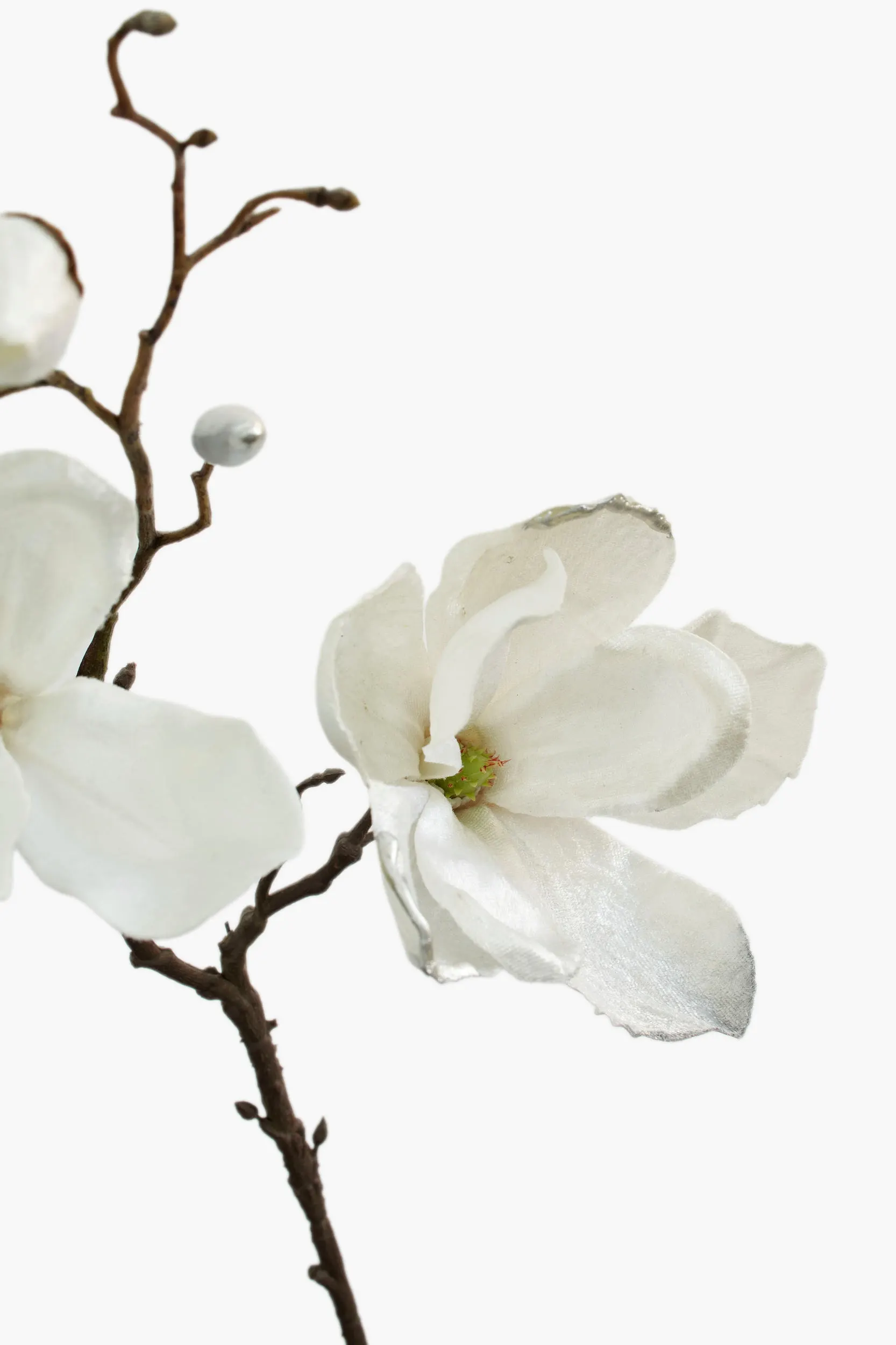 Short Branch Yulan Magnolia secondary view