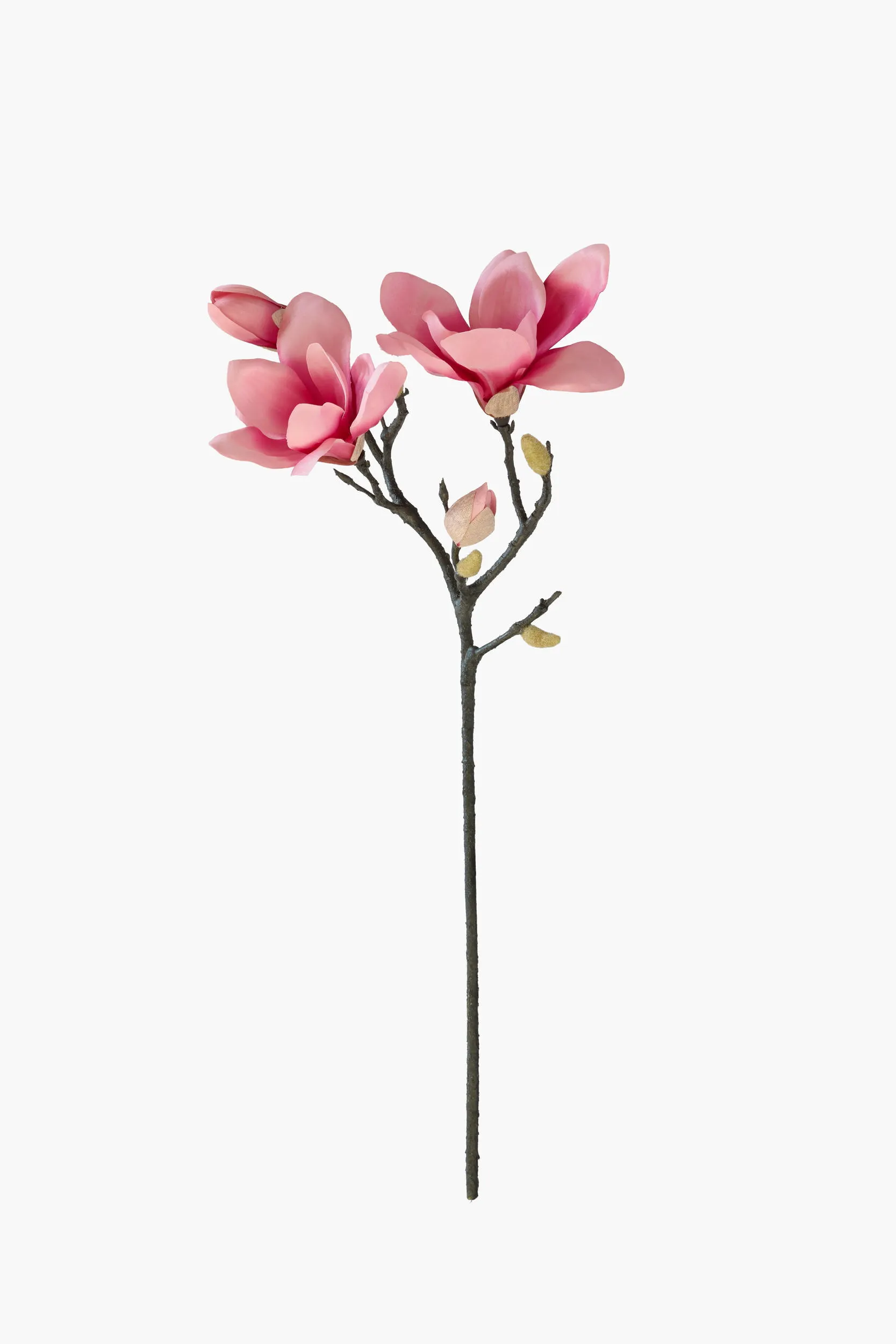 Short Branch Yulan Magnolia