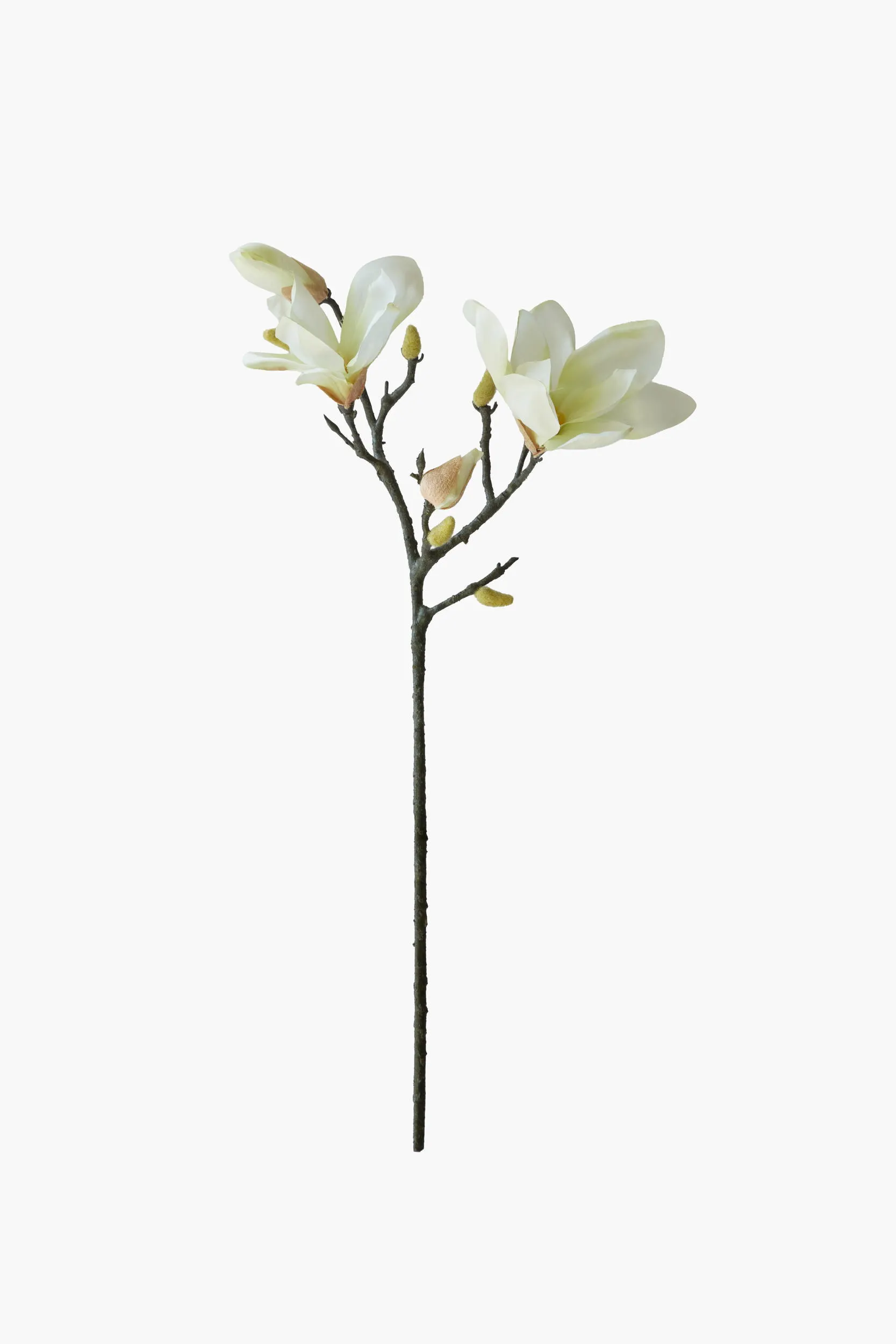 Short Branch Yulan Magnolia