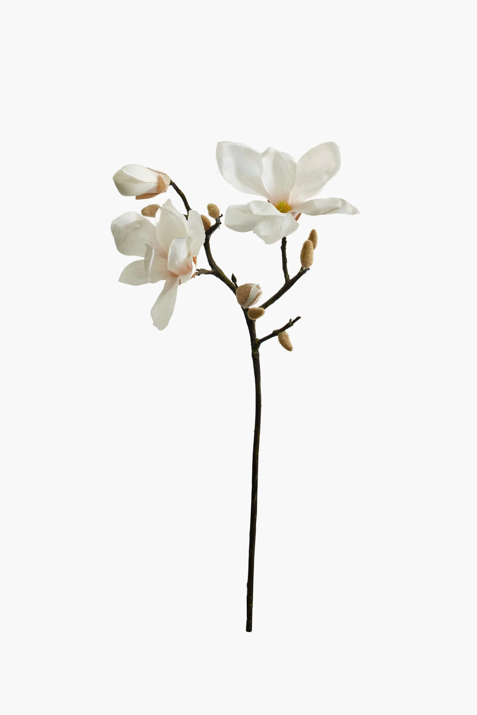 Short Branch Yulan Magnolia