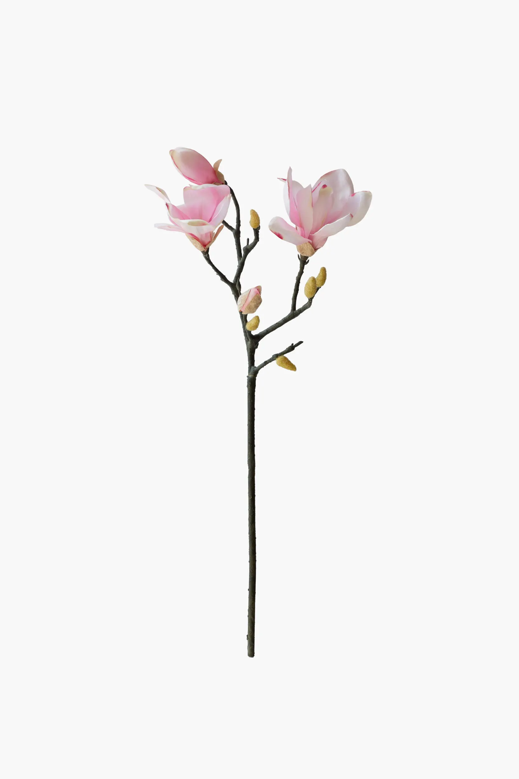 Short Branch Yulan Magnolia