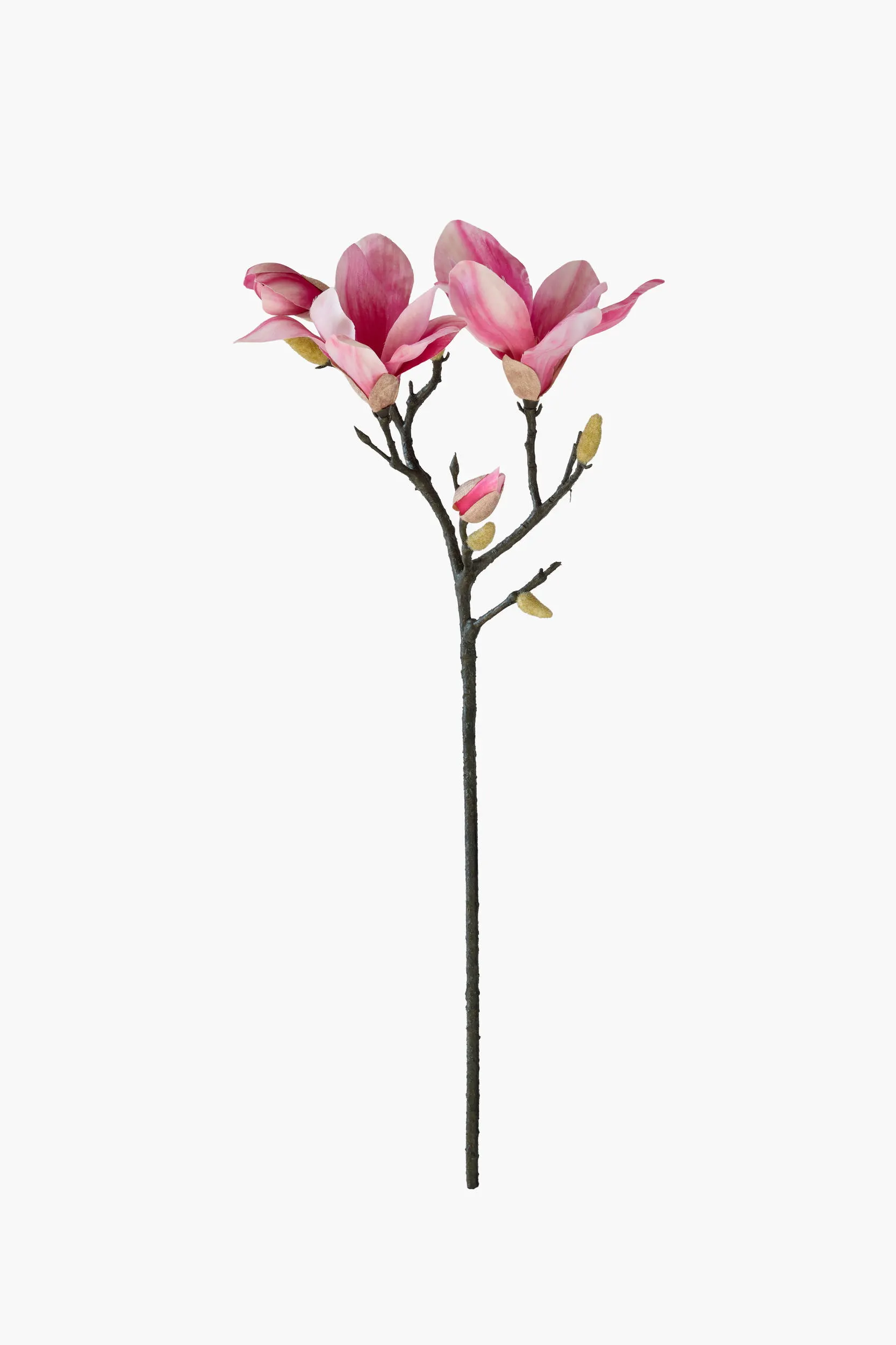 Short Branch Yulan Magnolia(Texture Printed)