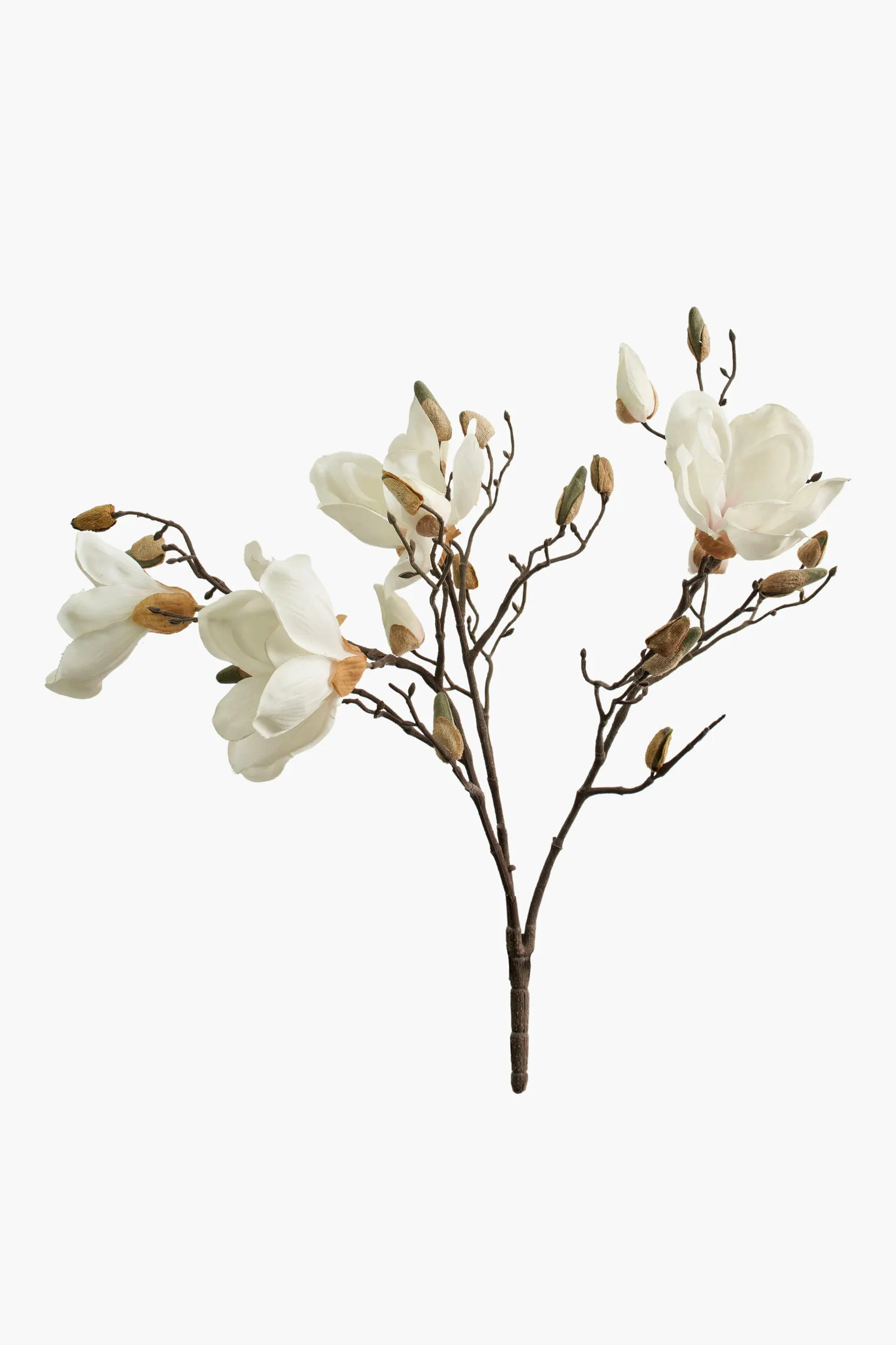 Short Branch Yulan Magnolia