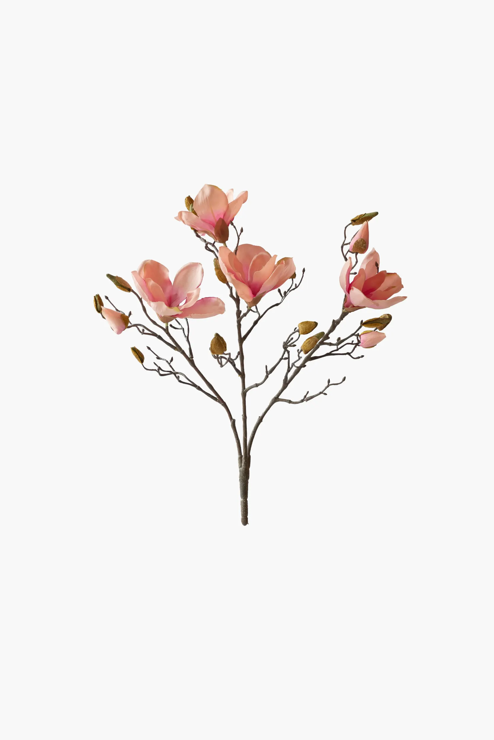 Short Branch Yulan Magnolia - Peach