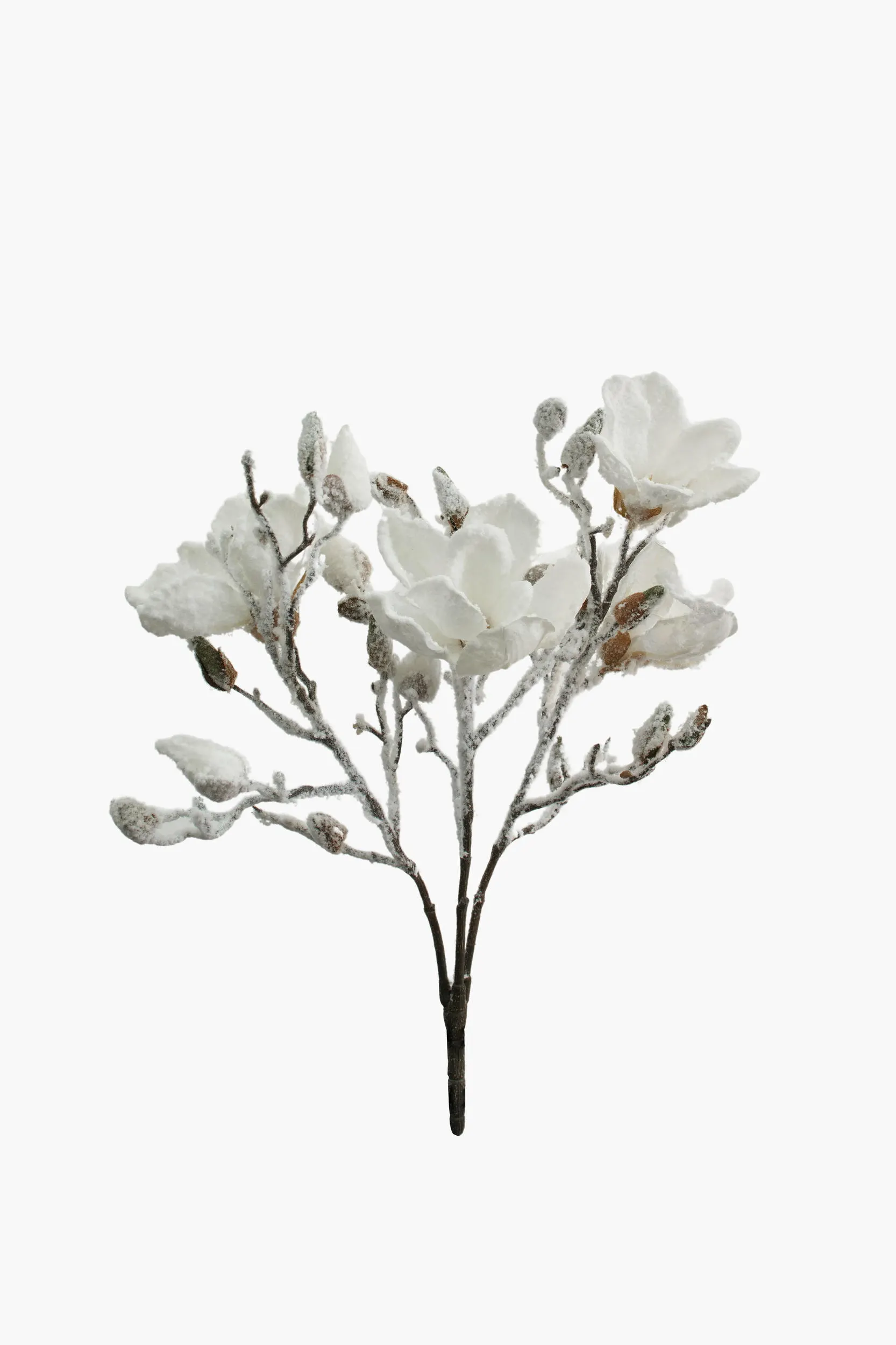 Short Branch Yulan Magnolia
