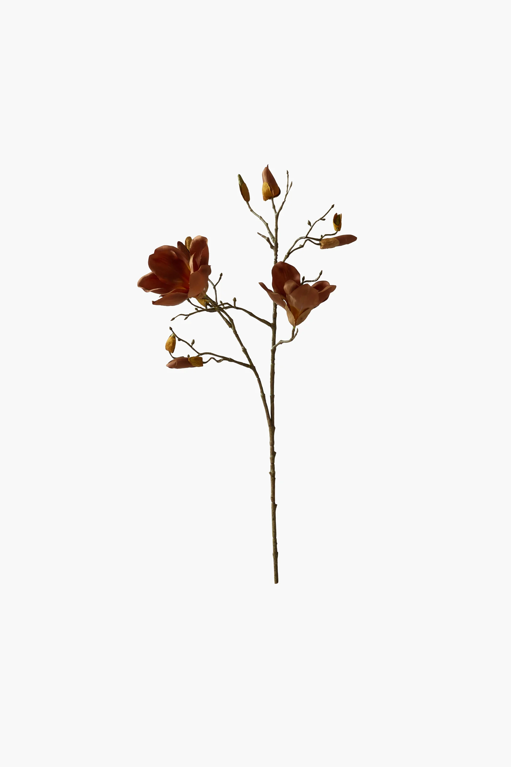 Short Branch Yulan Magnolia secondary view