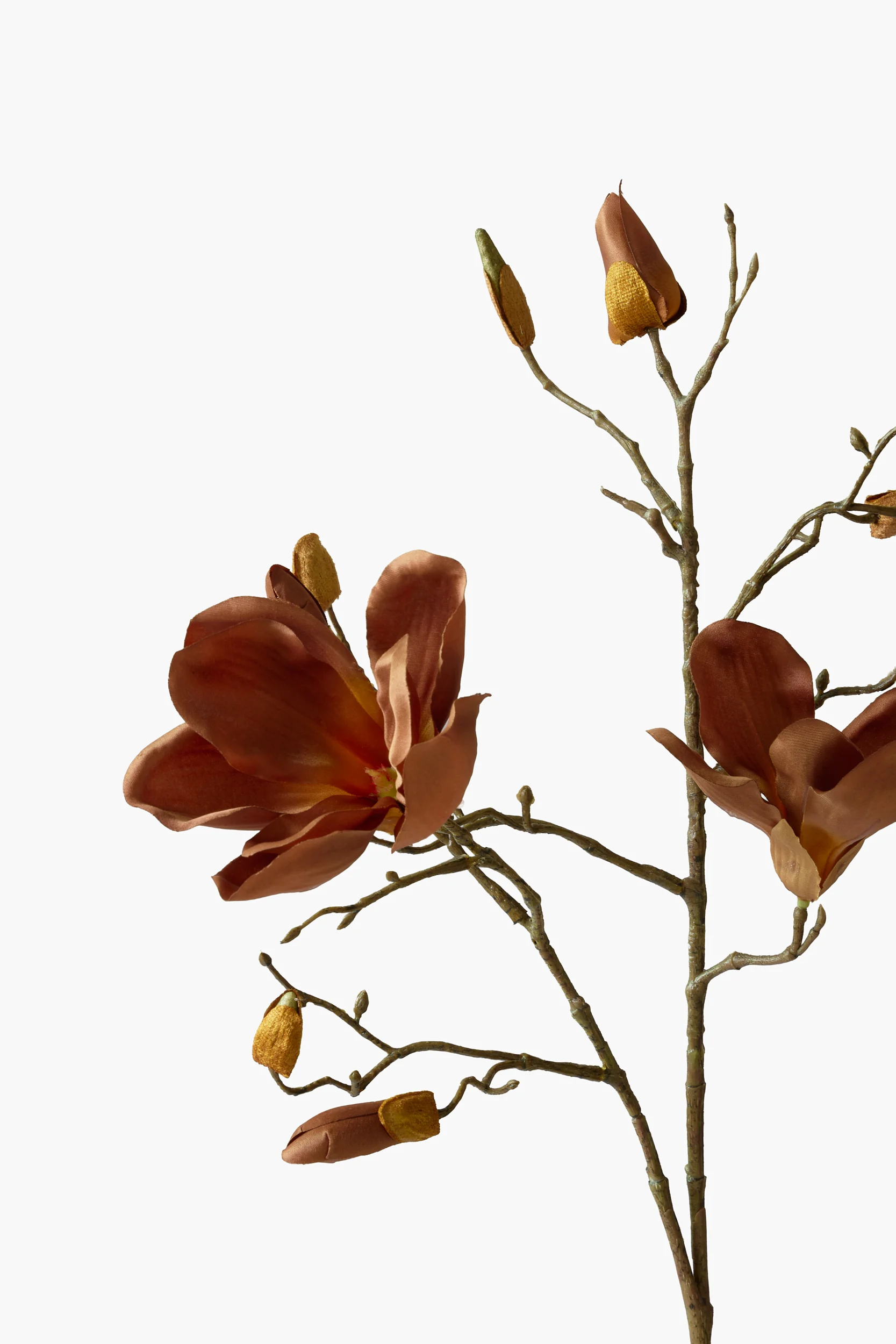 Short Branch Yulan Magnolia