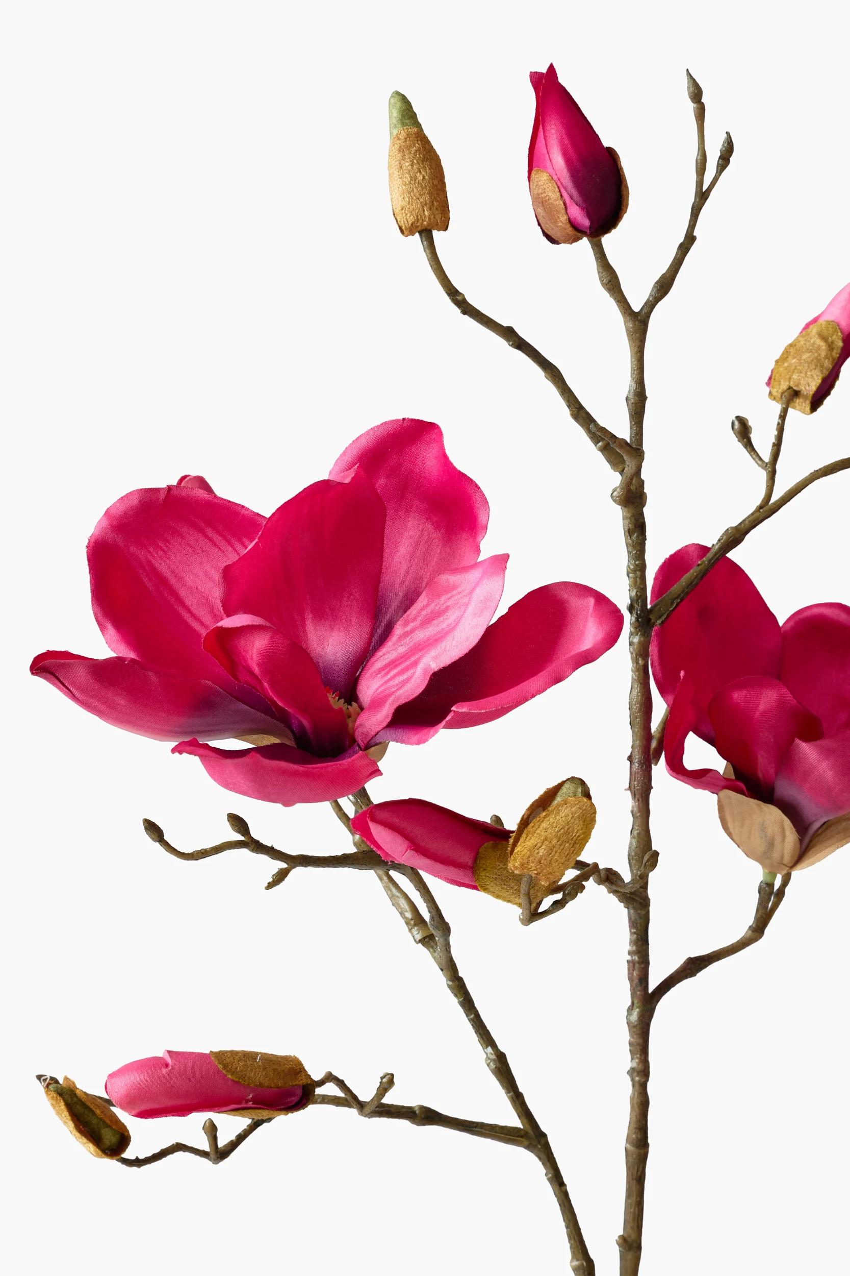 Short Branch Yulan Magnolia - Red secondary view