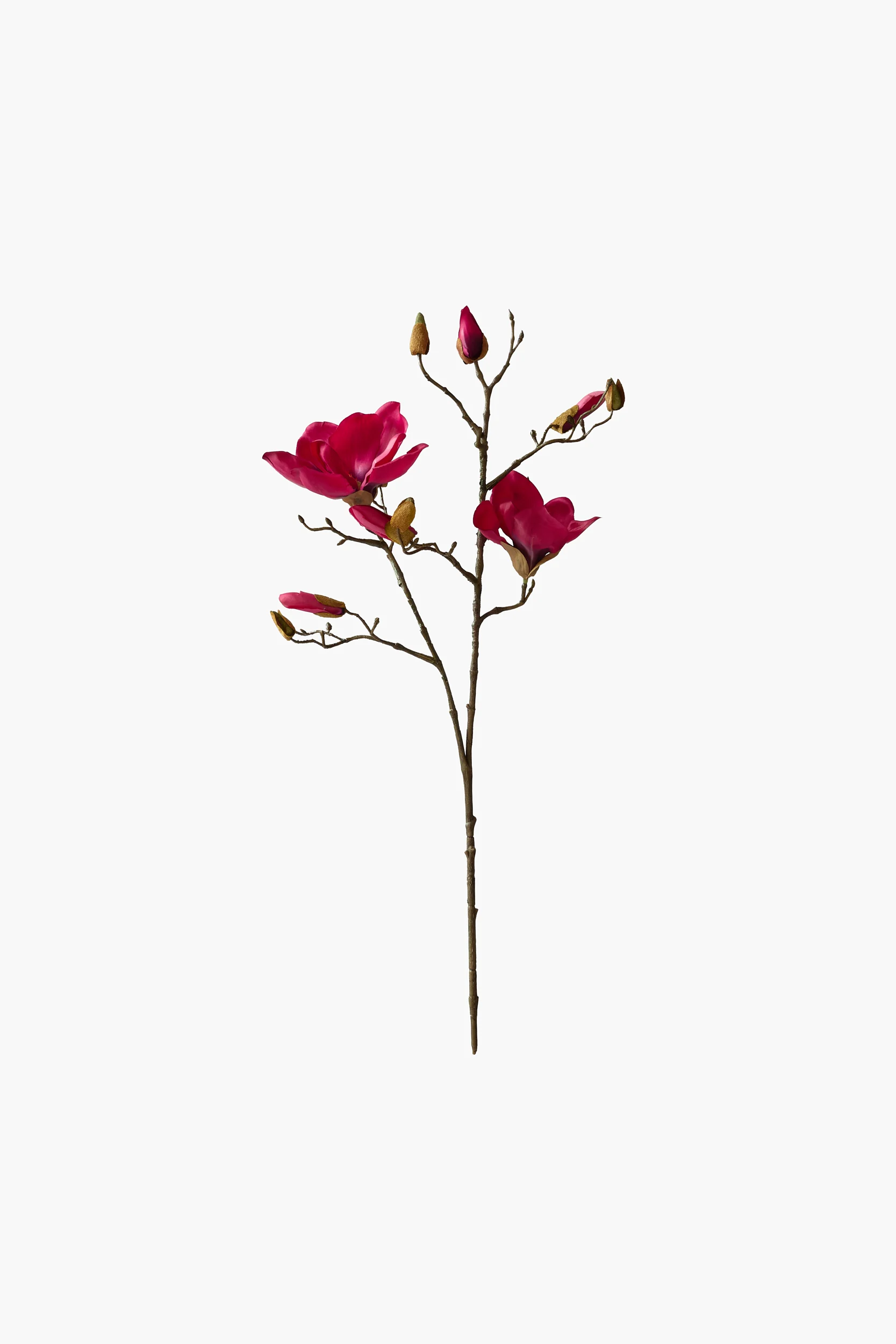 Short Branch Yulan Magnolia - Red