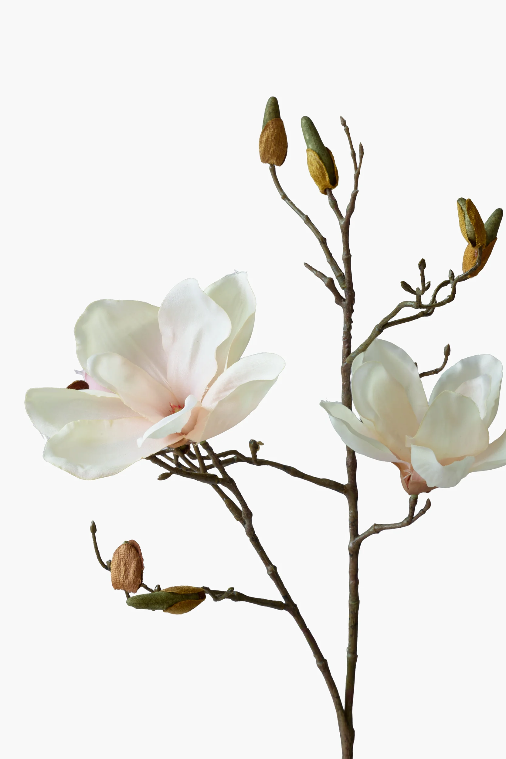 Short Branch Yulan Magnolia - Light Pink secondary view