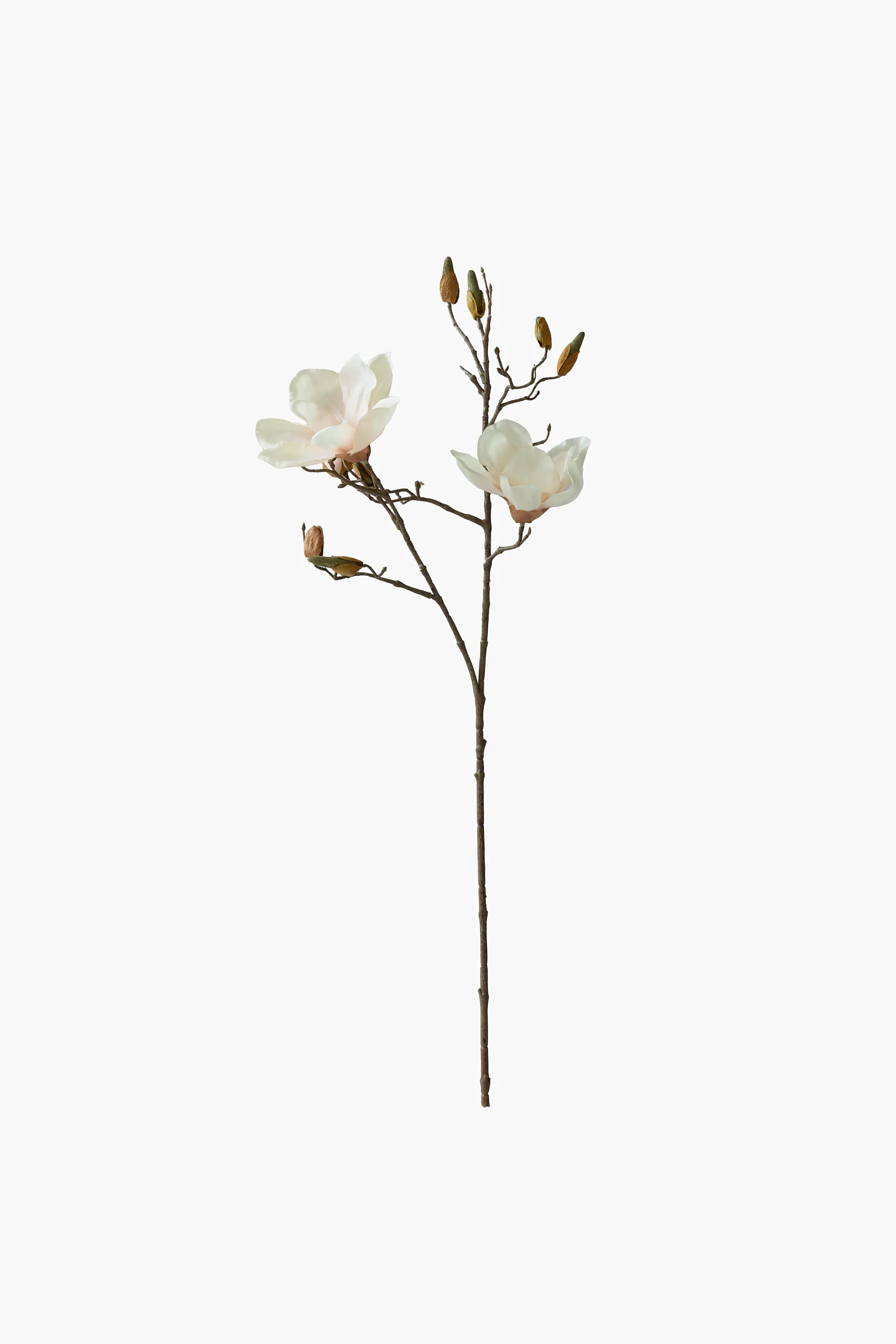 Short Branch Yulan Magnolia - Light Pink