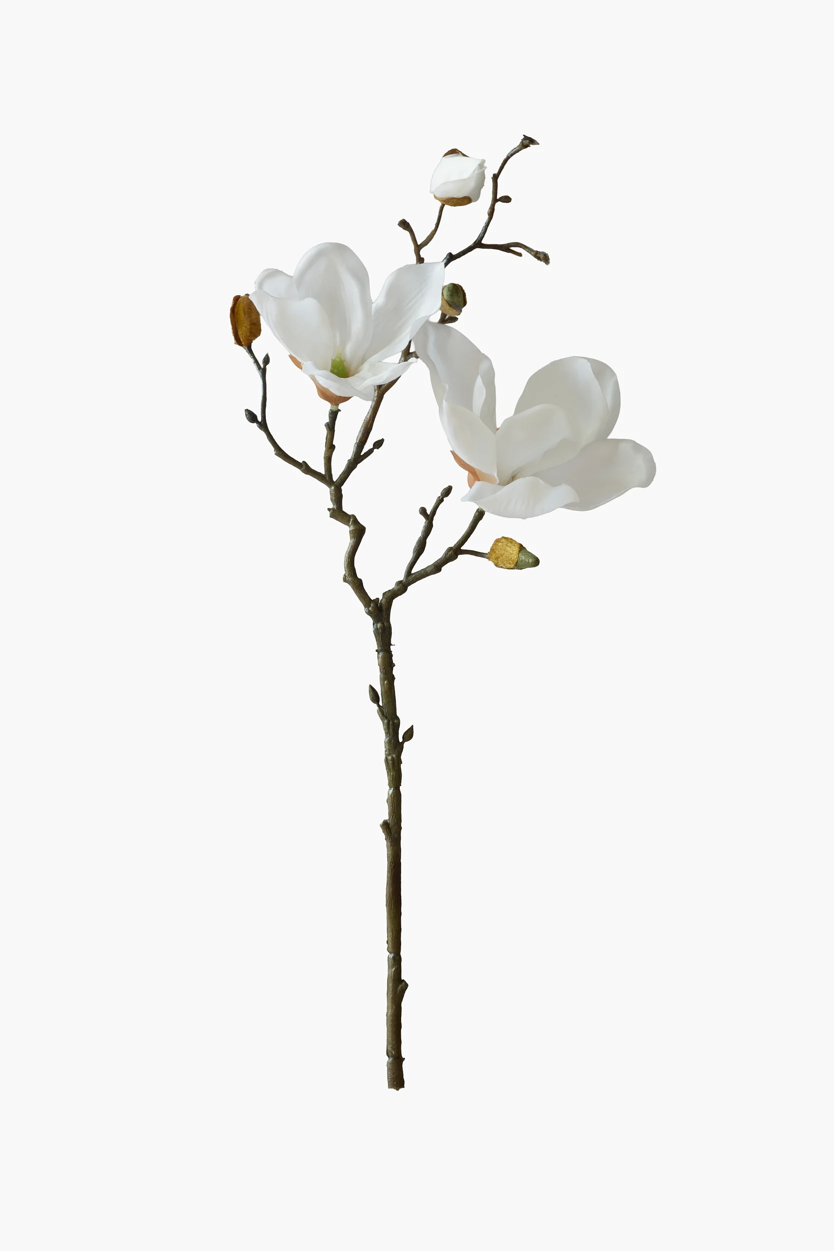 Short Branch Yulan Magnolia - White