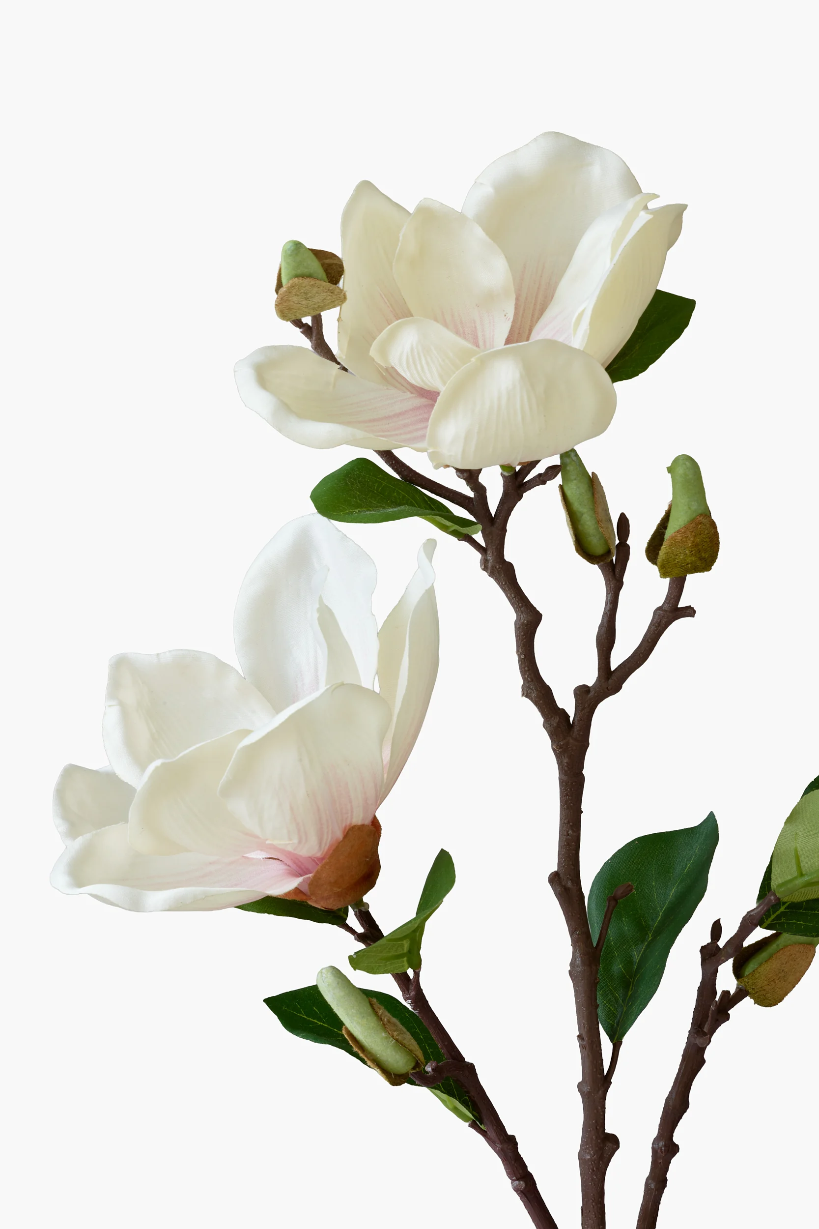 Short Branch Yulan Magnolia - Light Pink secondary view