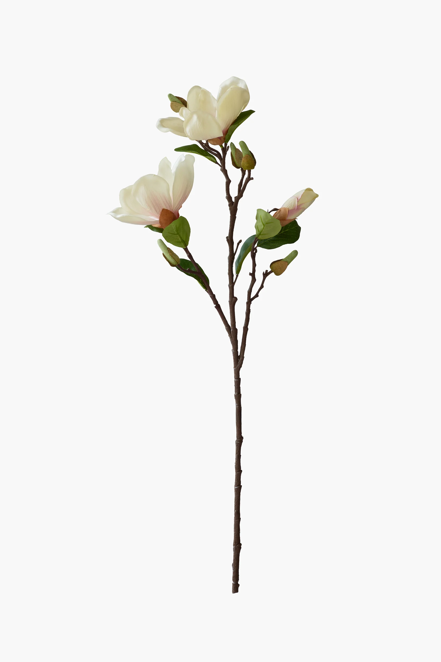 Short Branch Yulan Magnolia - Light Pink