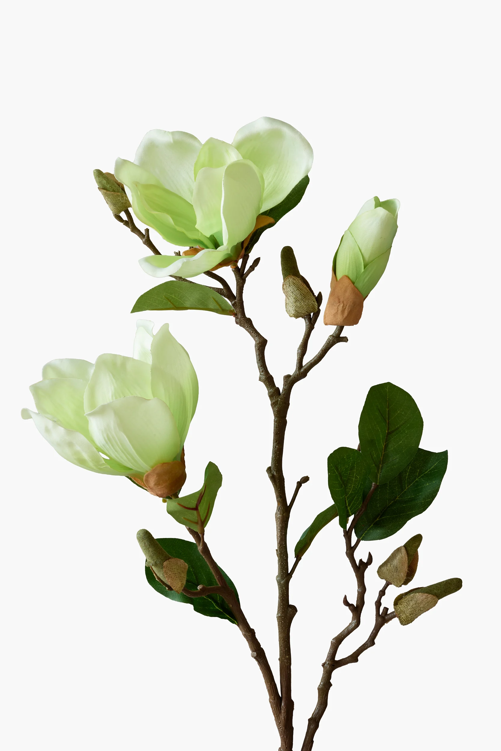 Short Branch Yulan Magnolia - Light Green secondary view