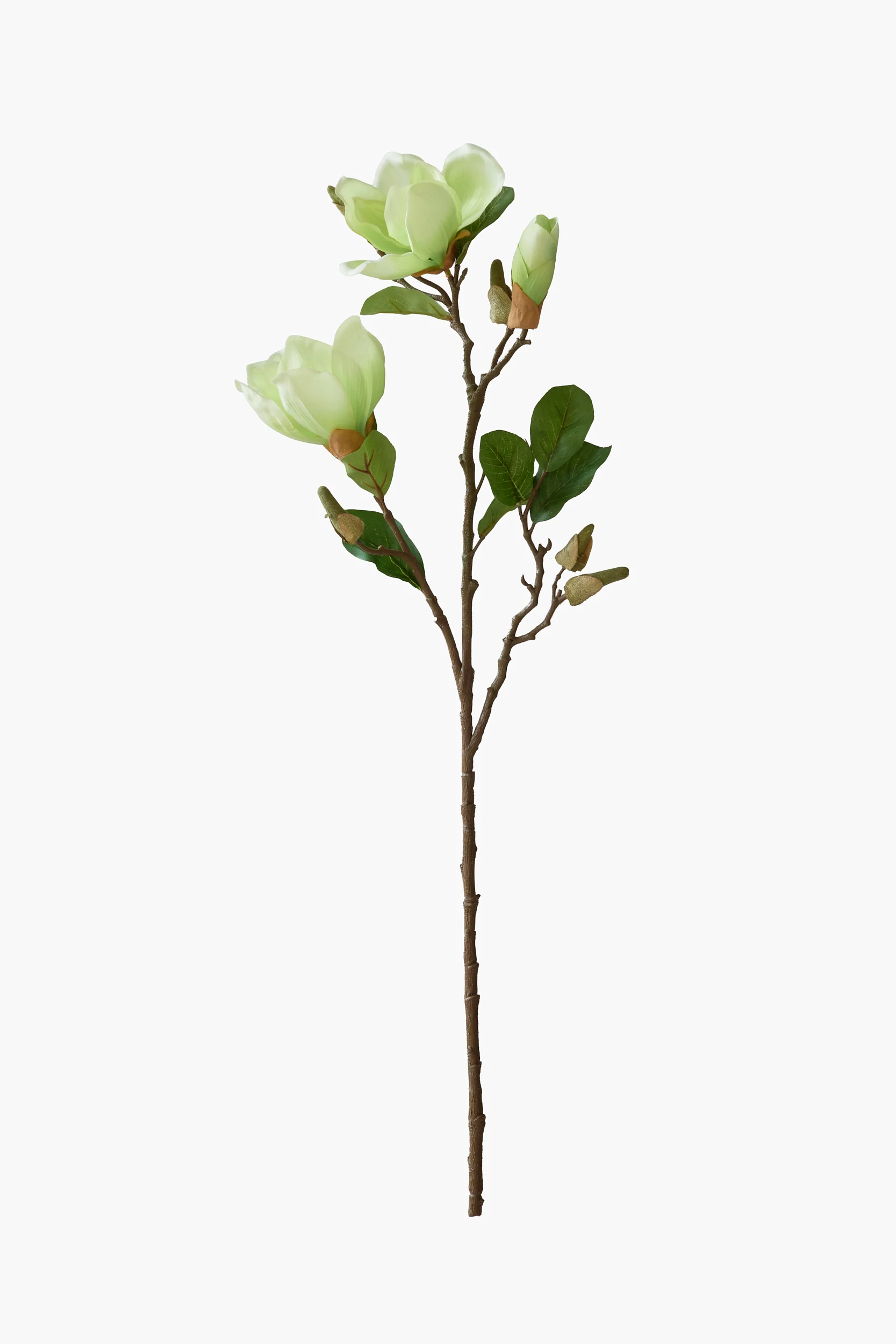 Short Branch Yulan Magnolia - Light Green