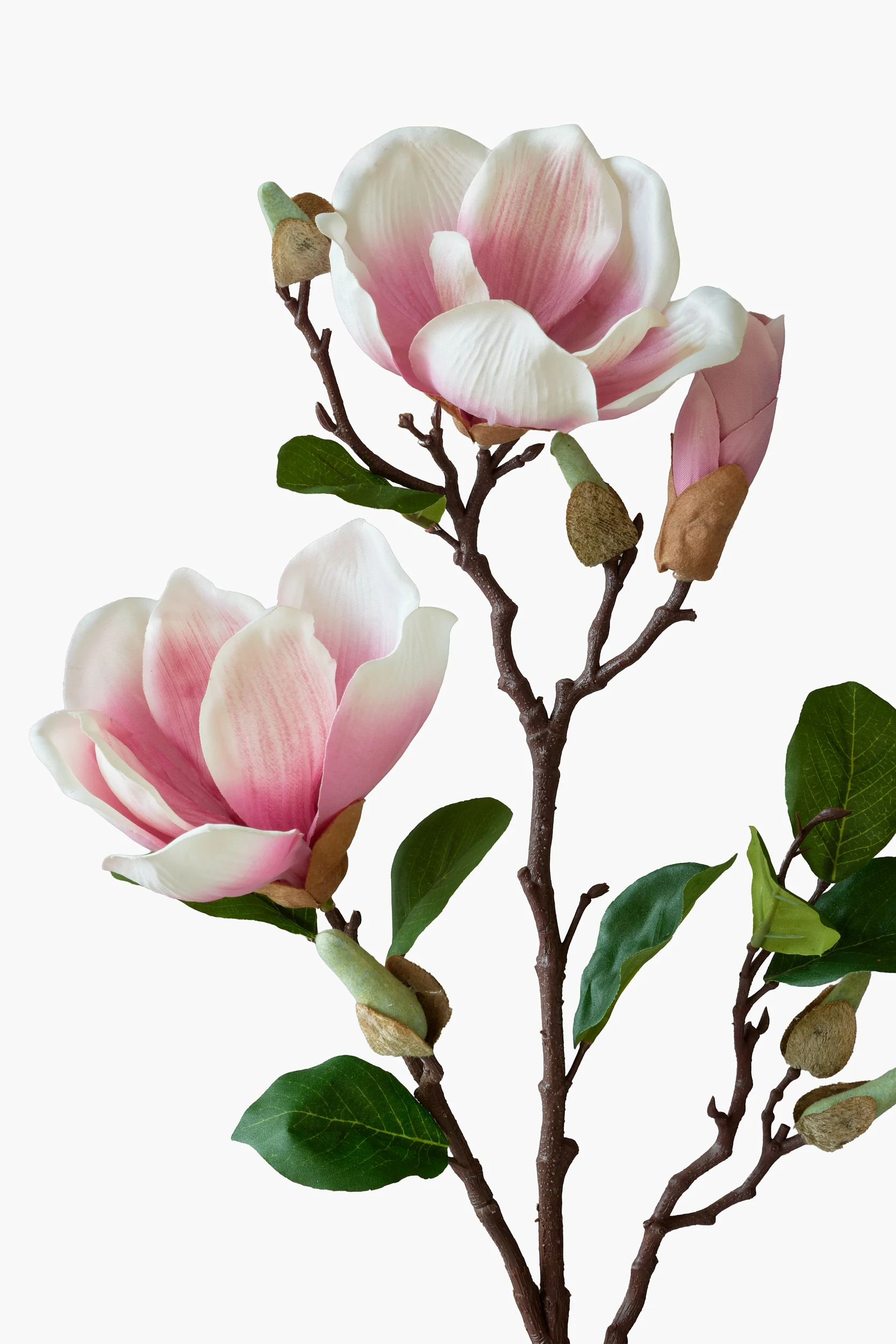 Short Branch Yulan Magnolia - Pink secondary view