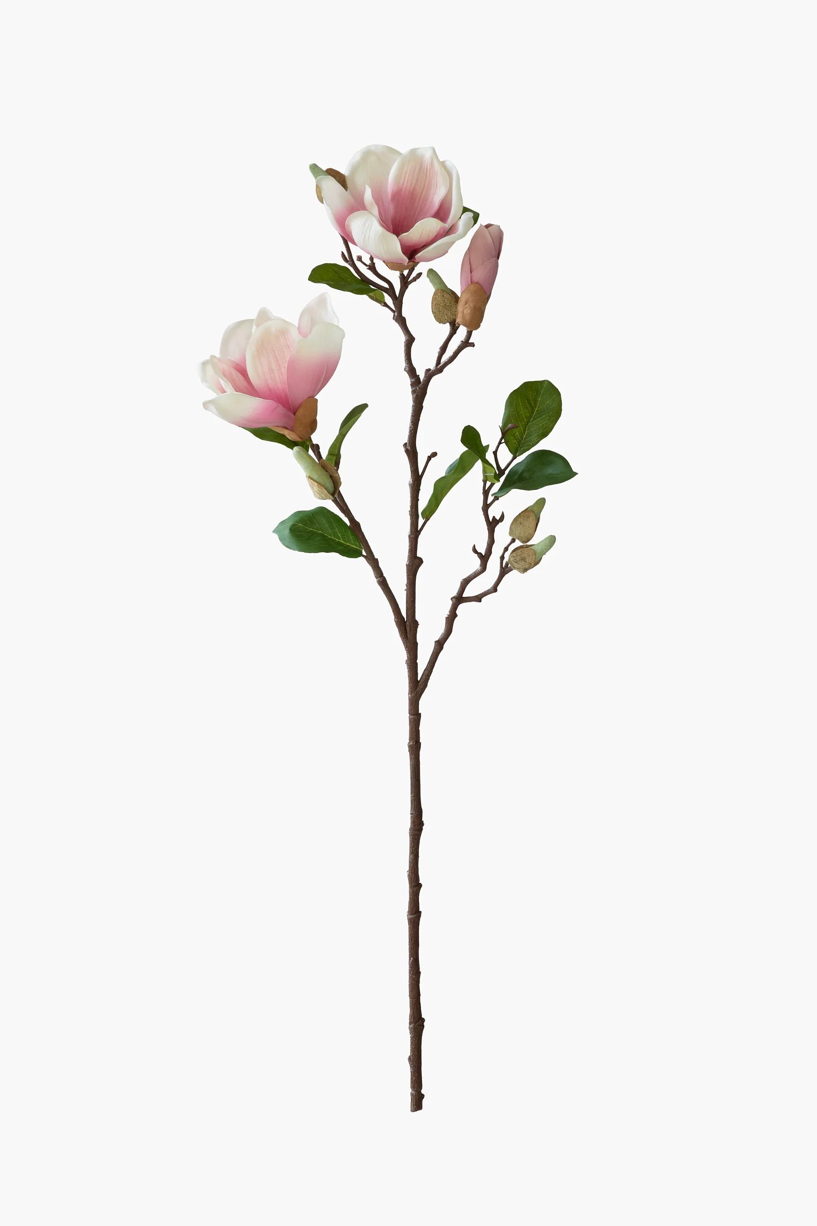 Short Branch Yulan Magnolia - Pink