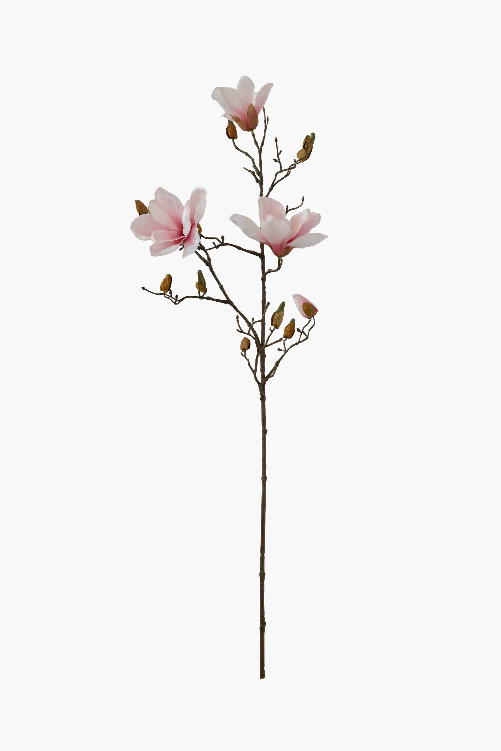 Medium Branch Yulan Magnolia