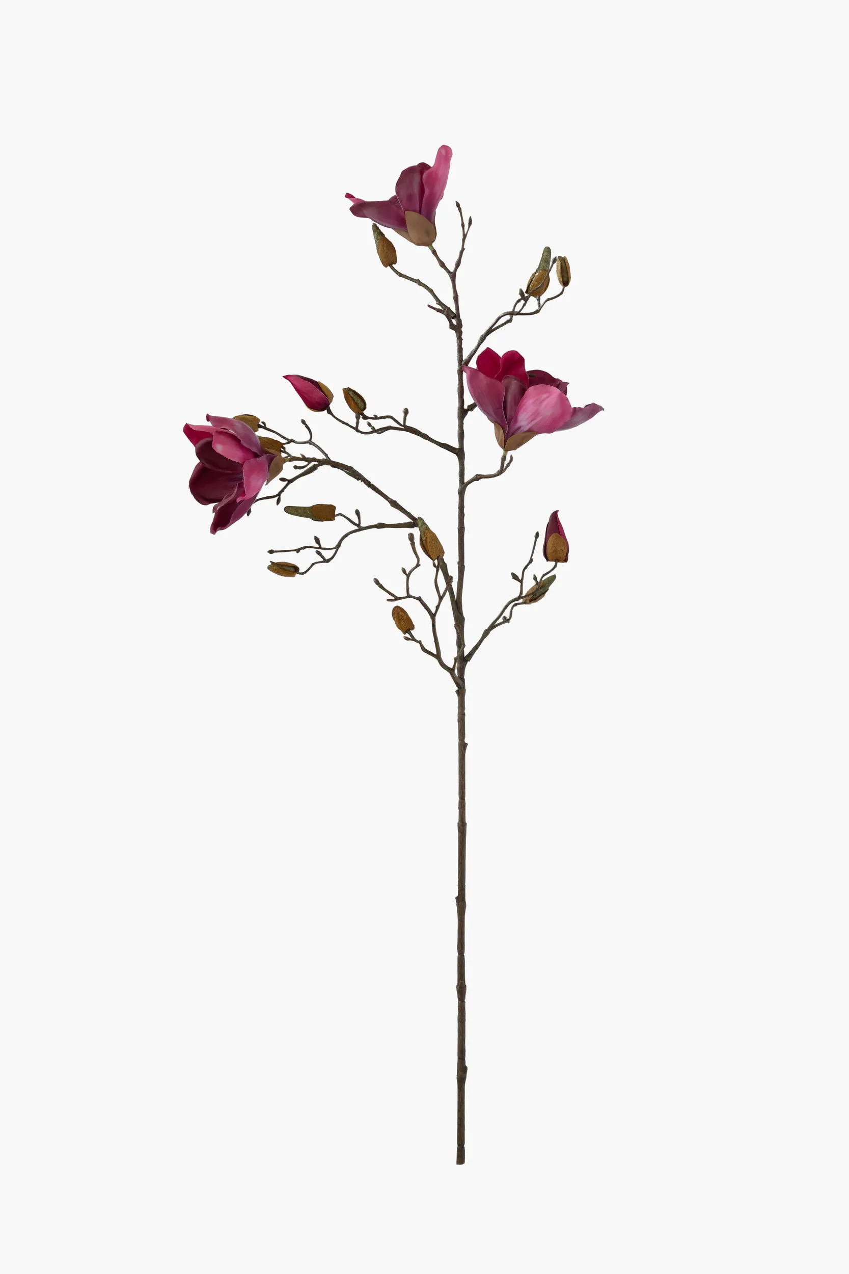 Medium Branch Yulan Magnolia