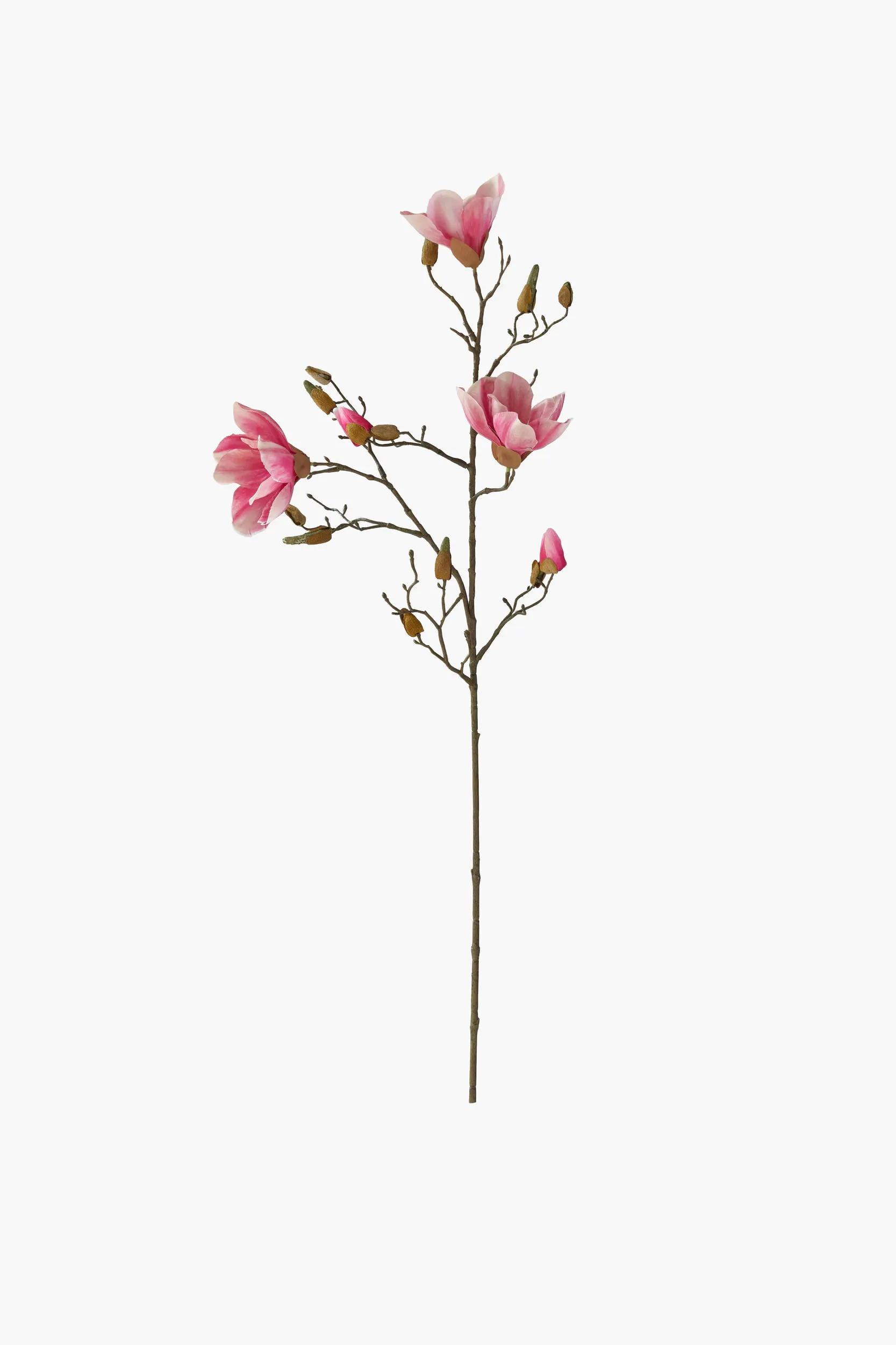 Medium Branch Yulan Magnolia