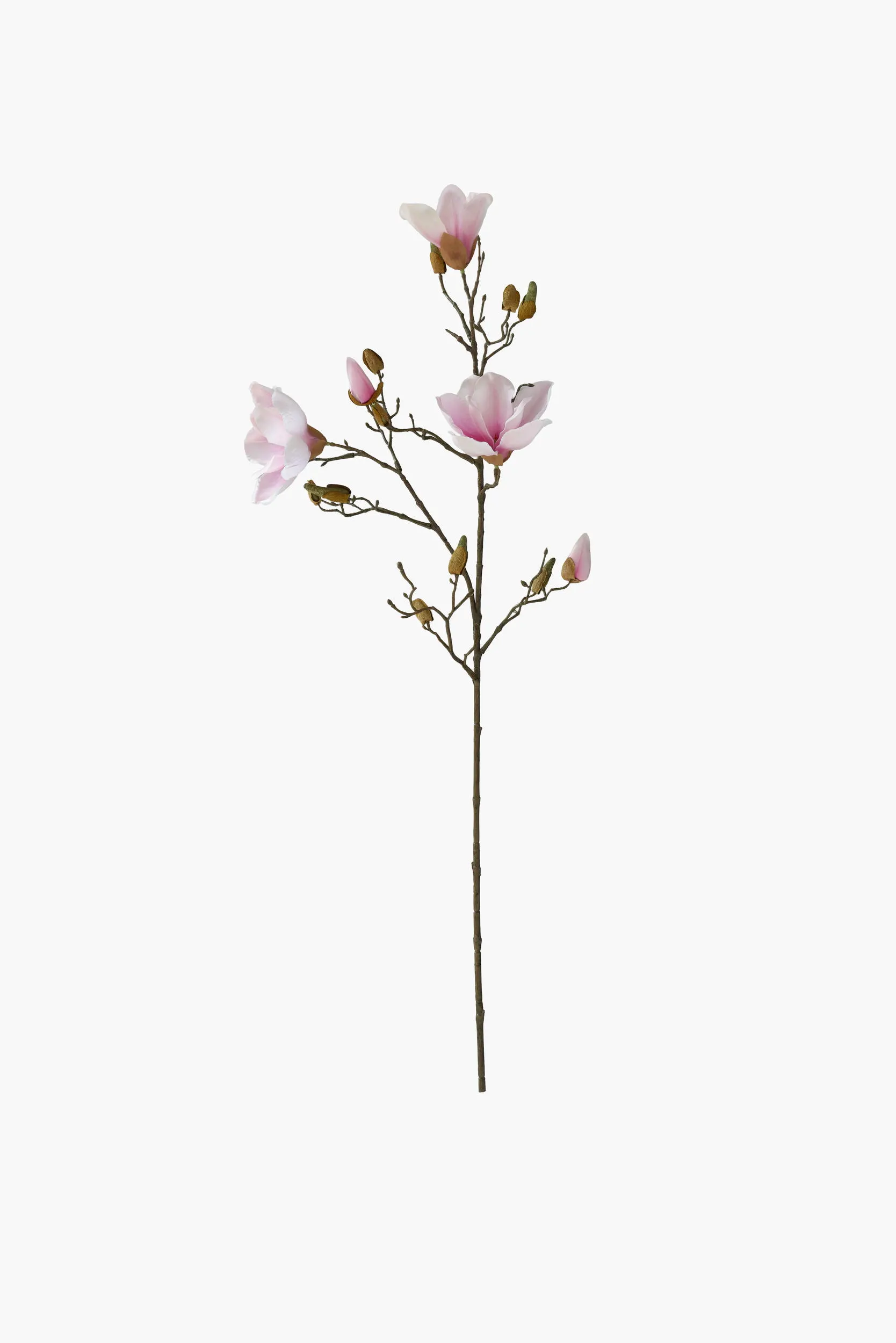 Medium Branch Yulan Magnolia