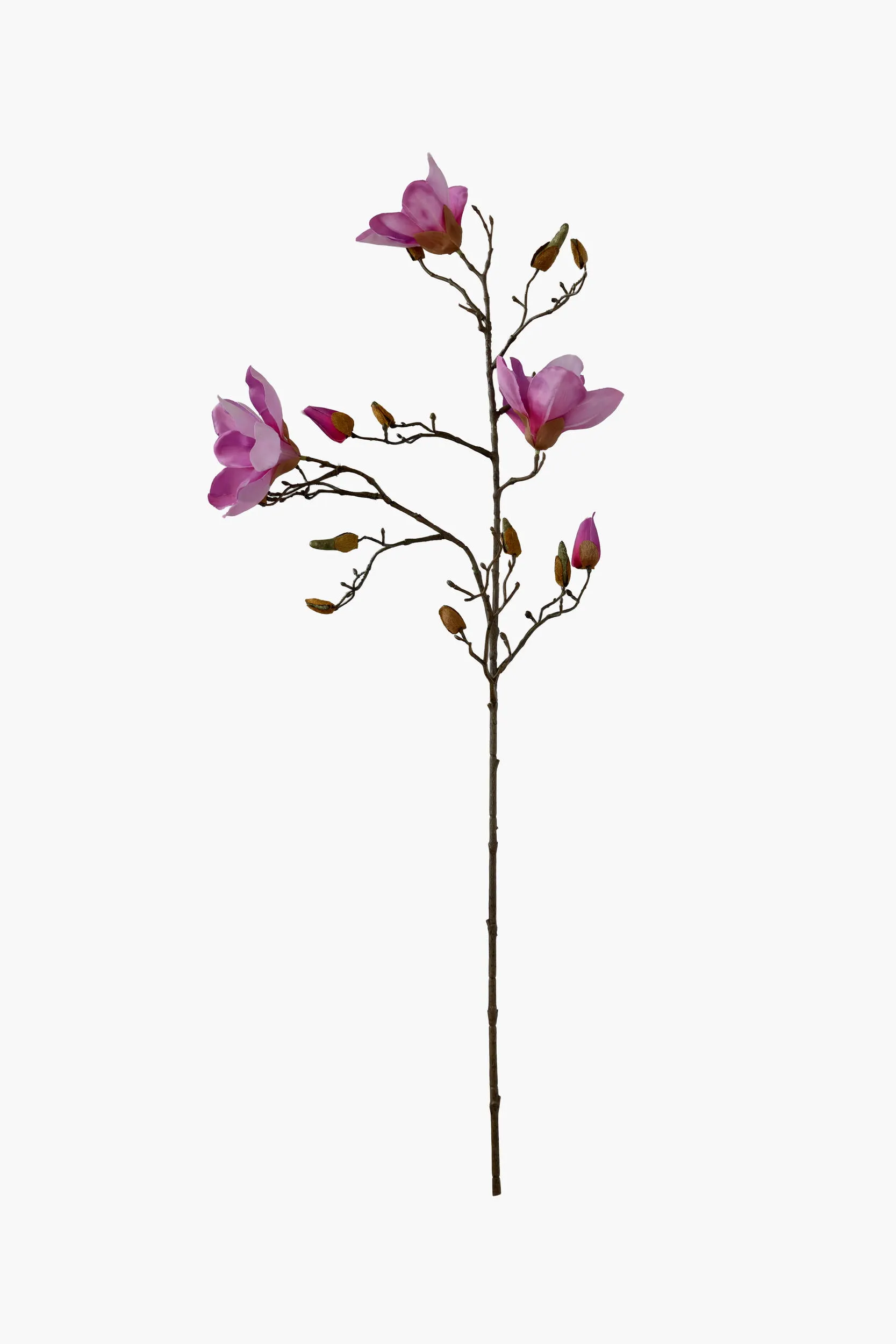 Medium Branch Yulan Magnolia