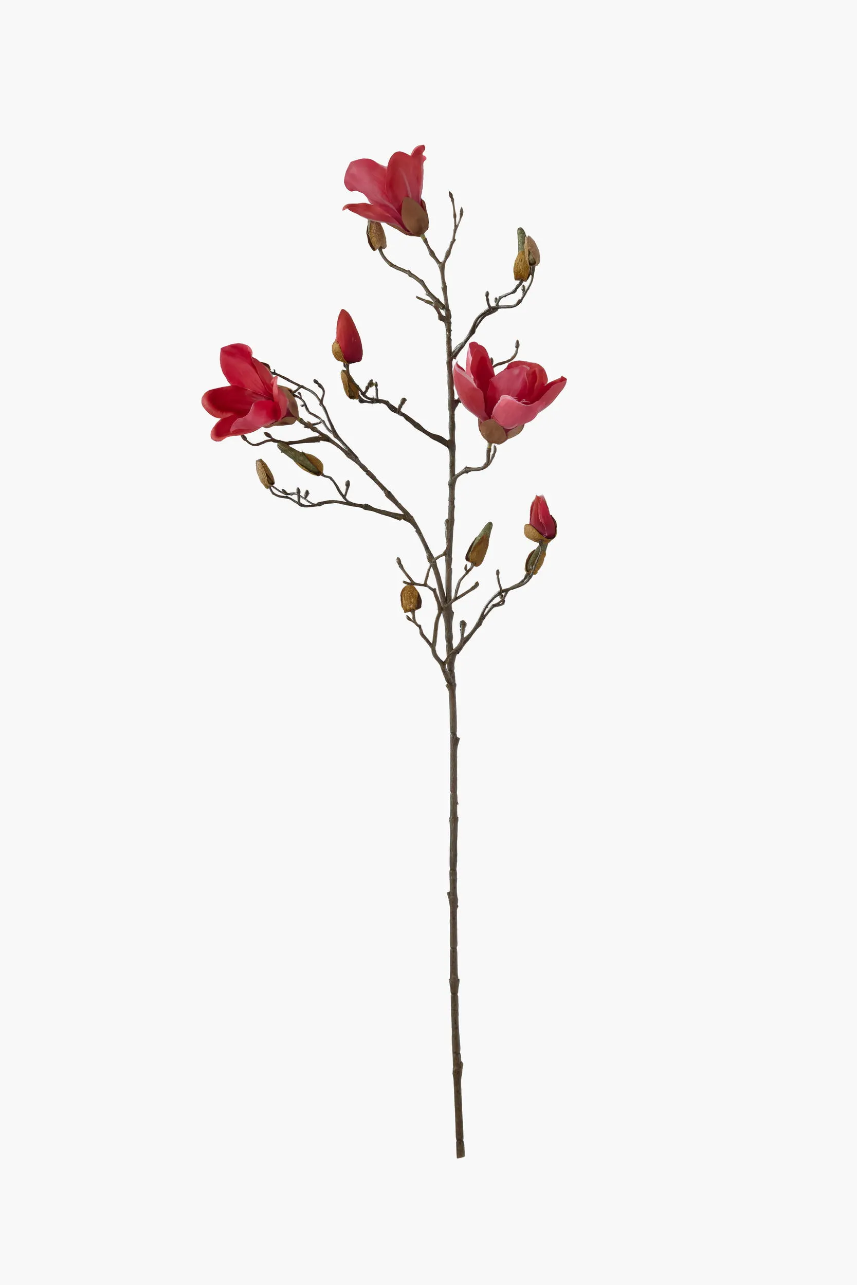 Medium Branch Yulan Magnolia