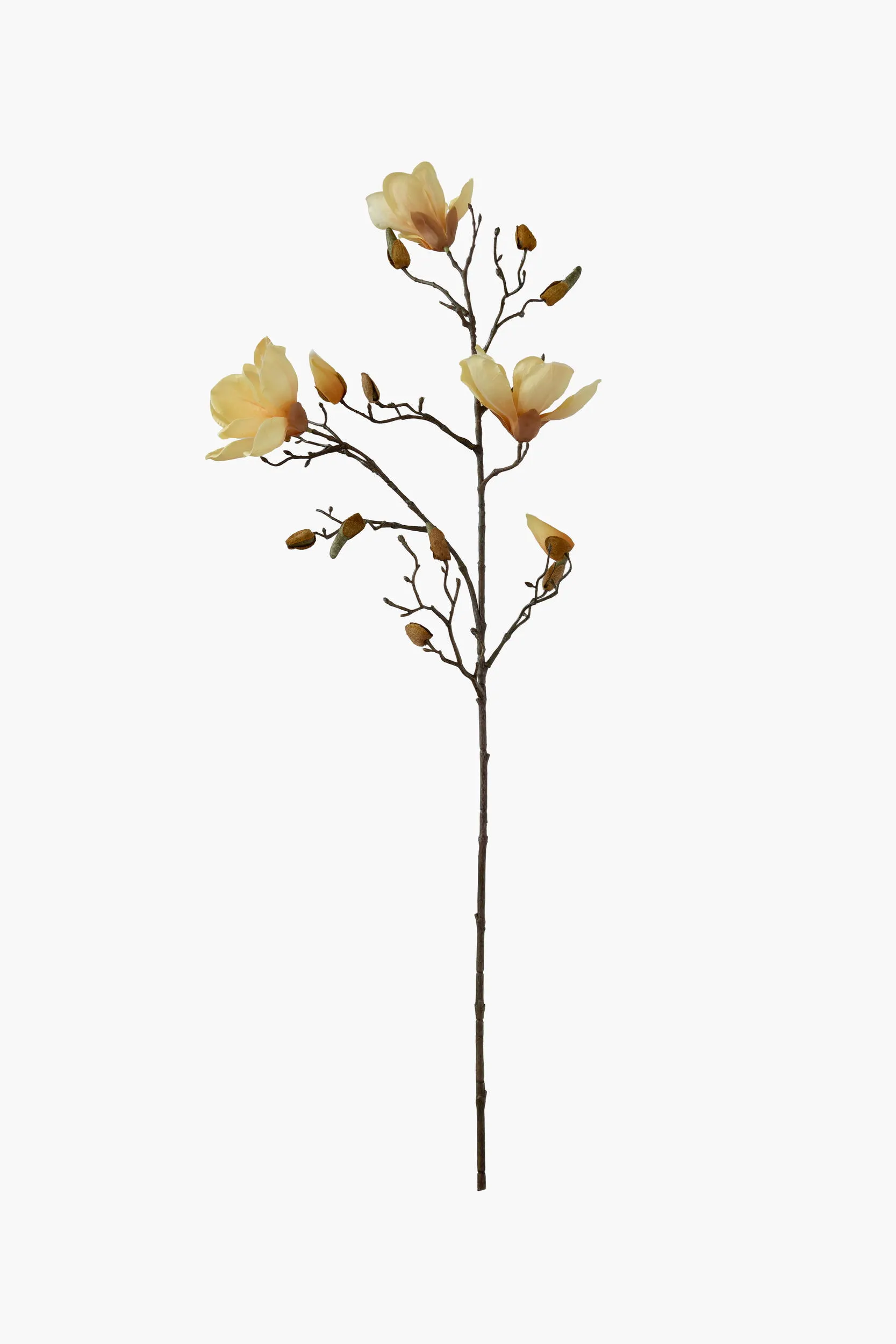 Medium Branch Yulan Magnolia