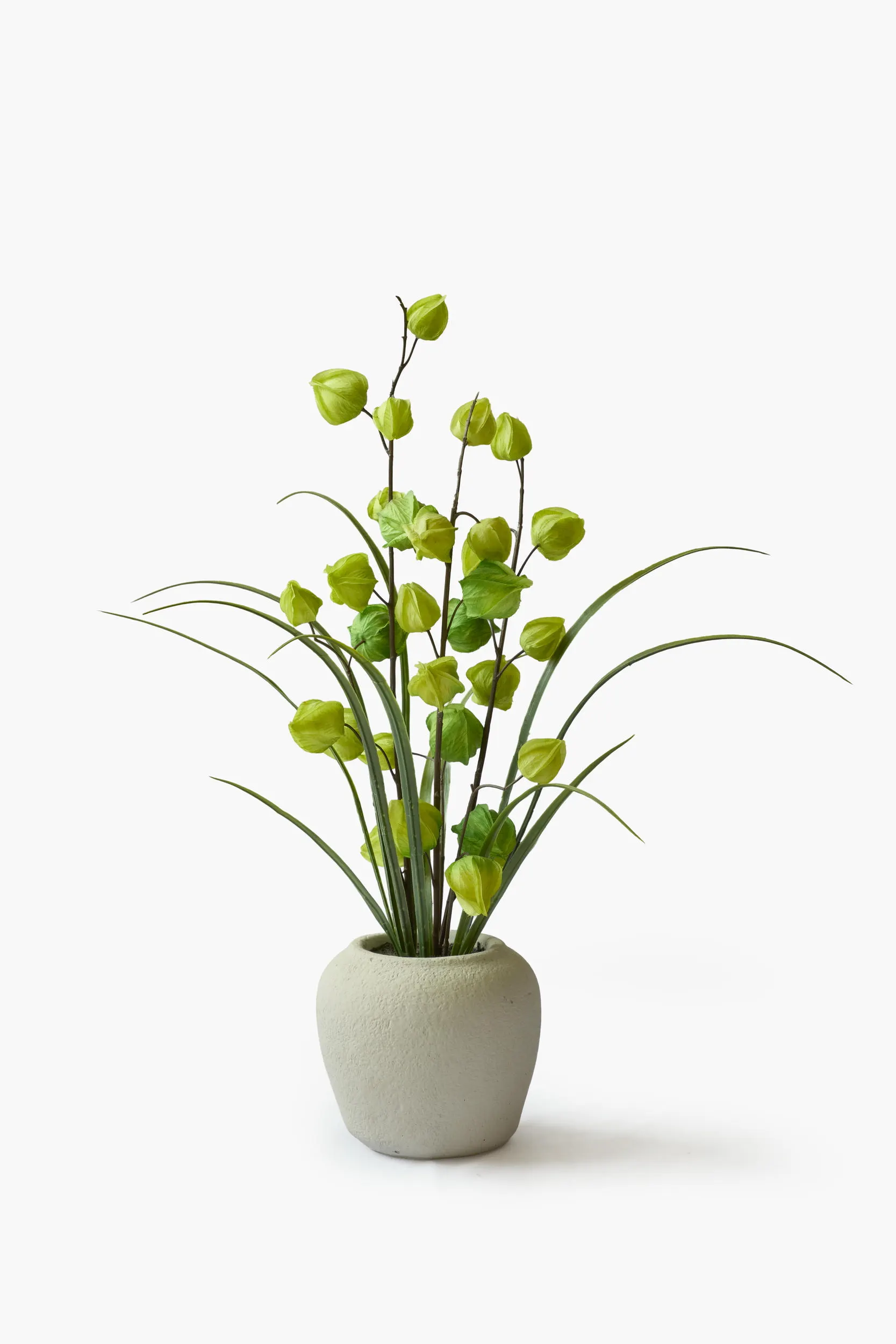 Physalis Collection - Green