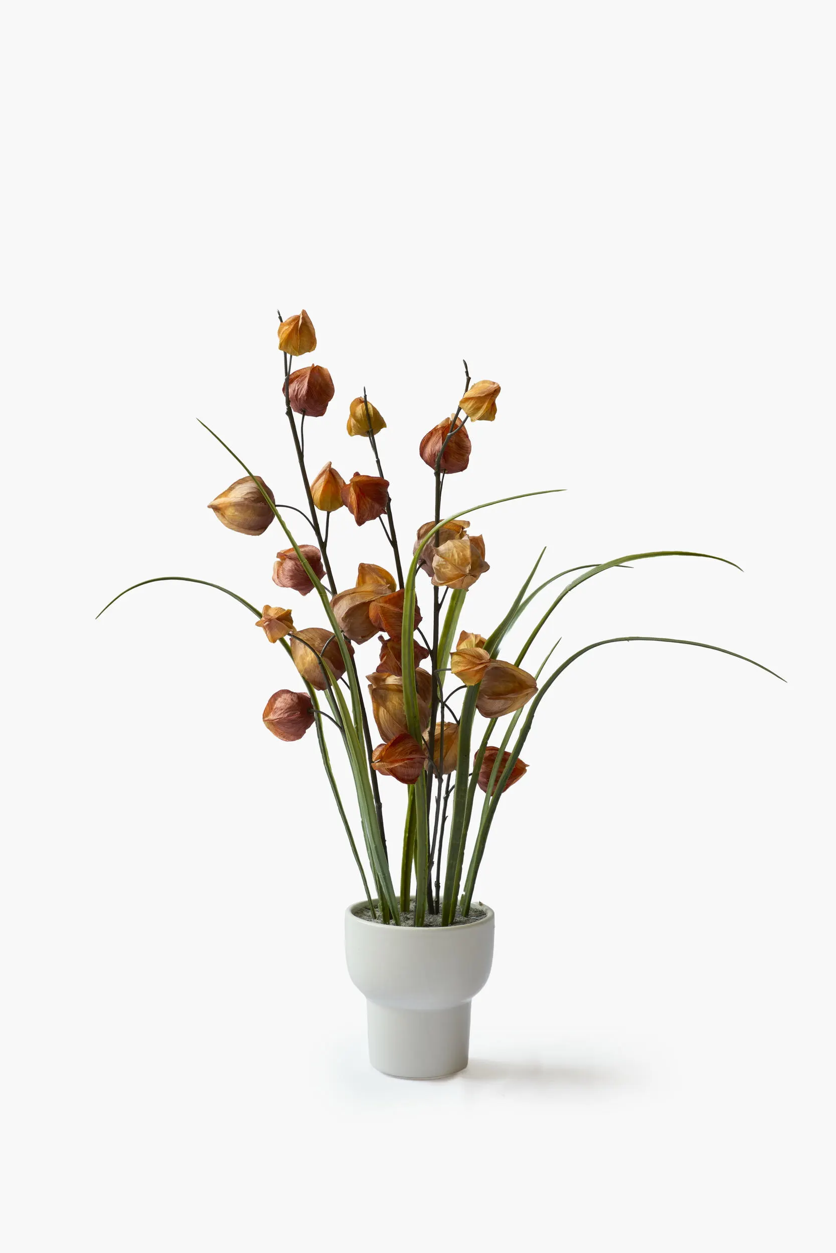 Physalis Collection - Brown