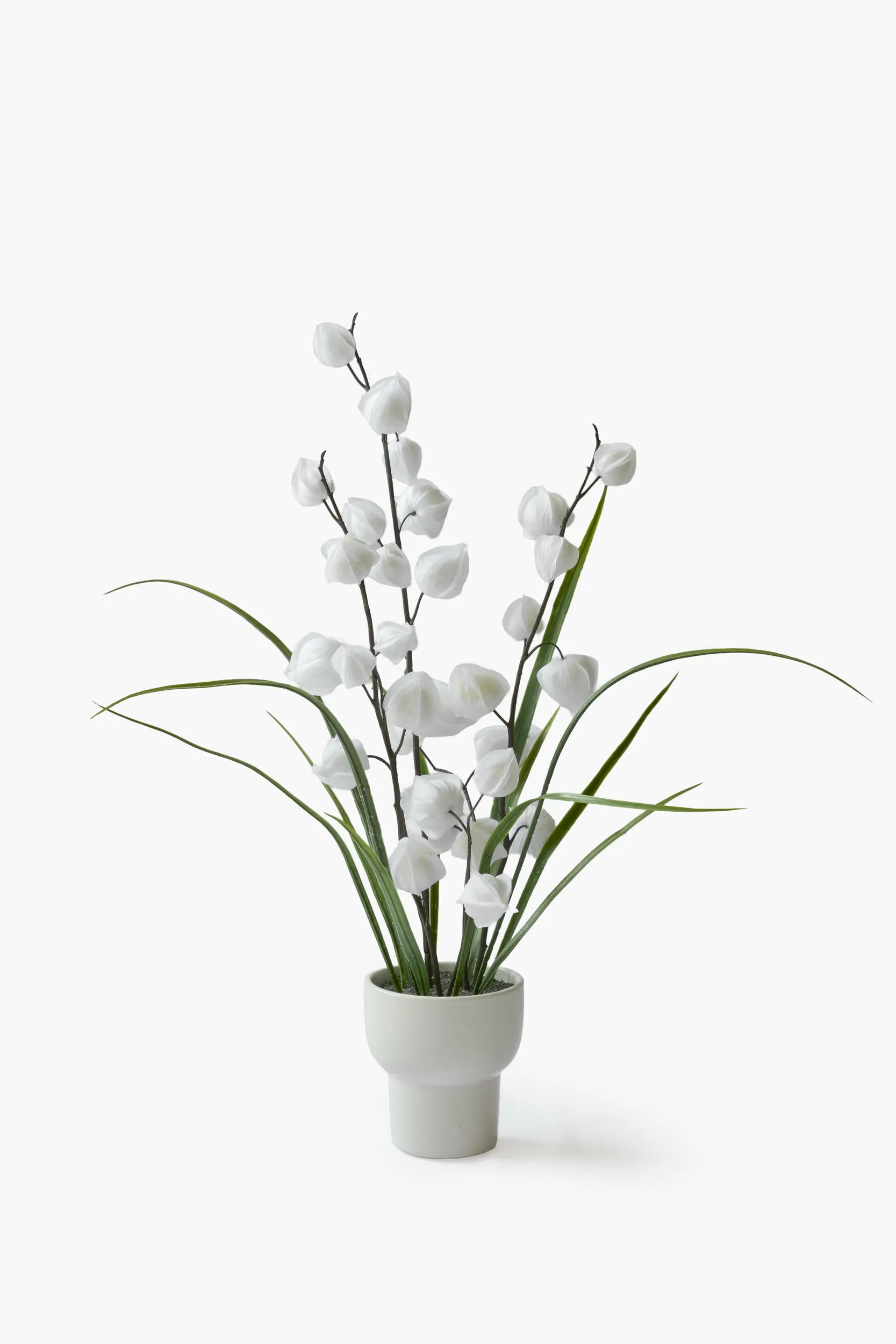 Physalis Collection - White