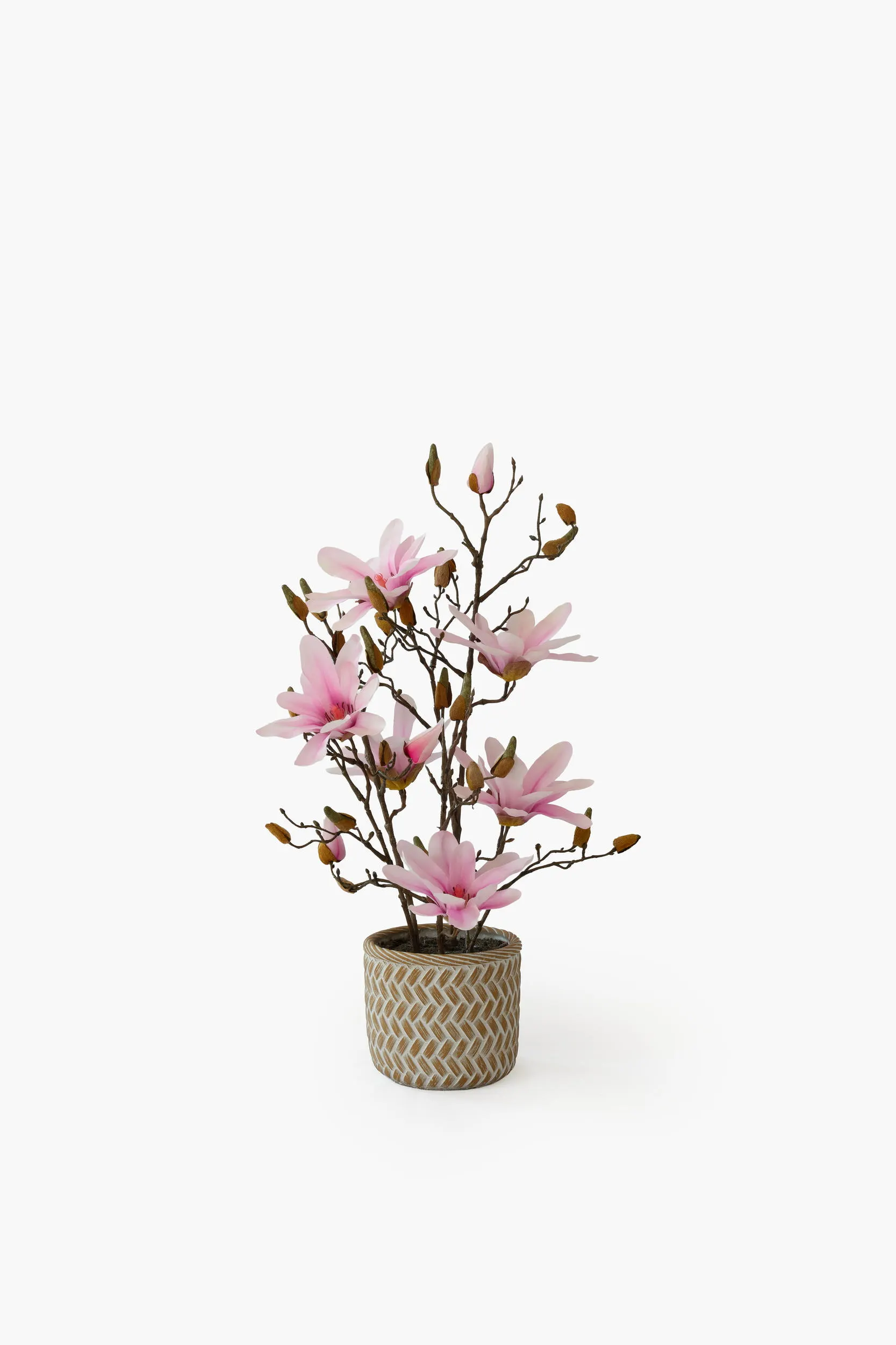 Star Magnolia Potted